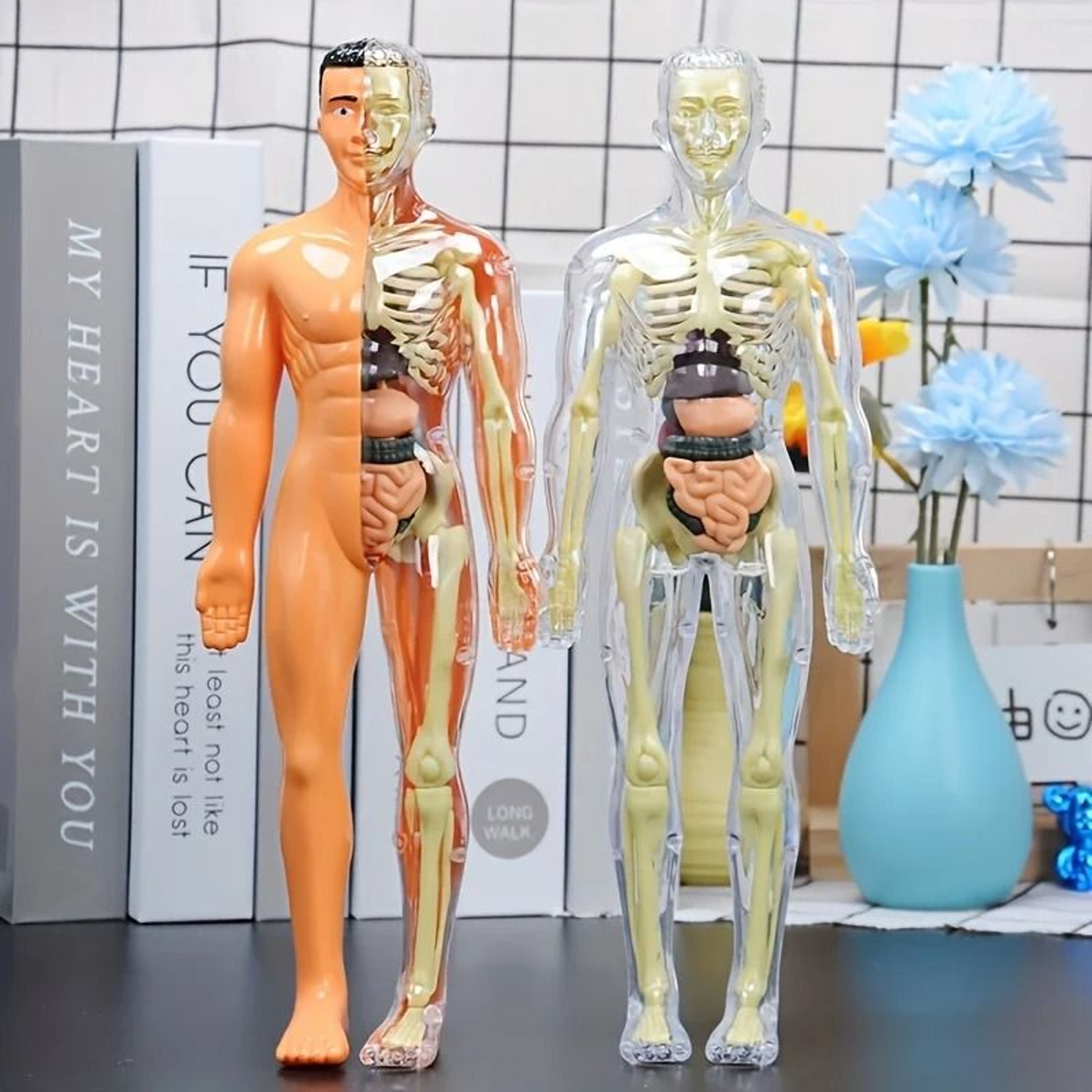 Human Anatomy Model With Removable Bones And Complete Trunk Medical Teaching Skeleton Kit 2