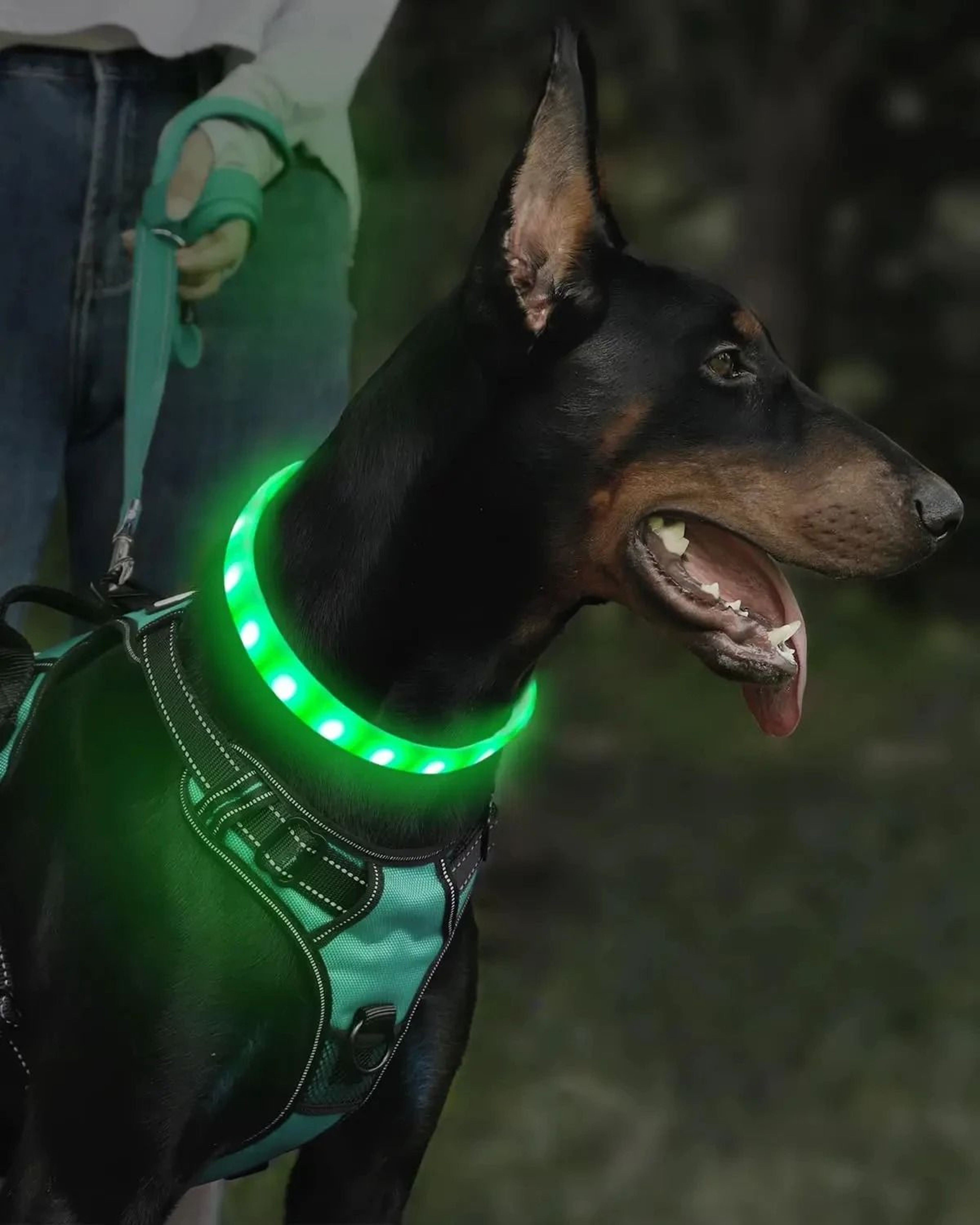 Professional RGB Discolor Glowing Pet Safety Collar 5