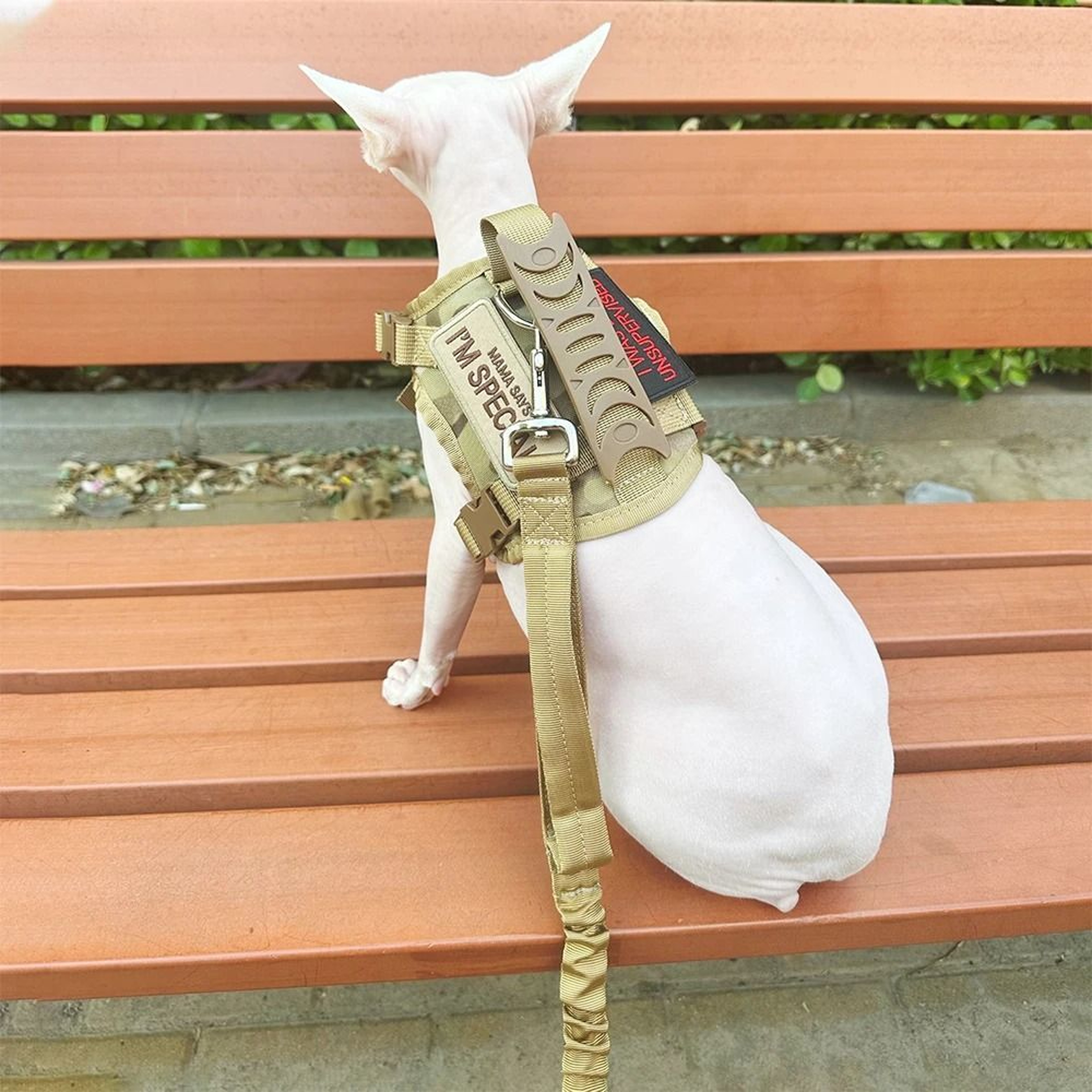 Professional Tactical Nylon Cat And Small Dog Harness  Leash Kit 2