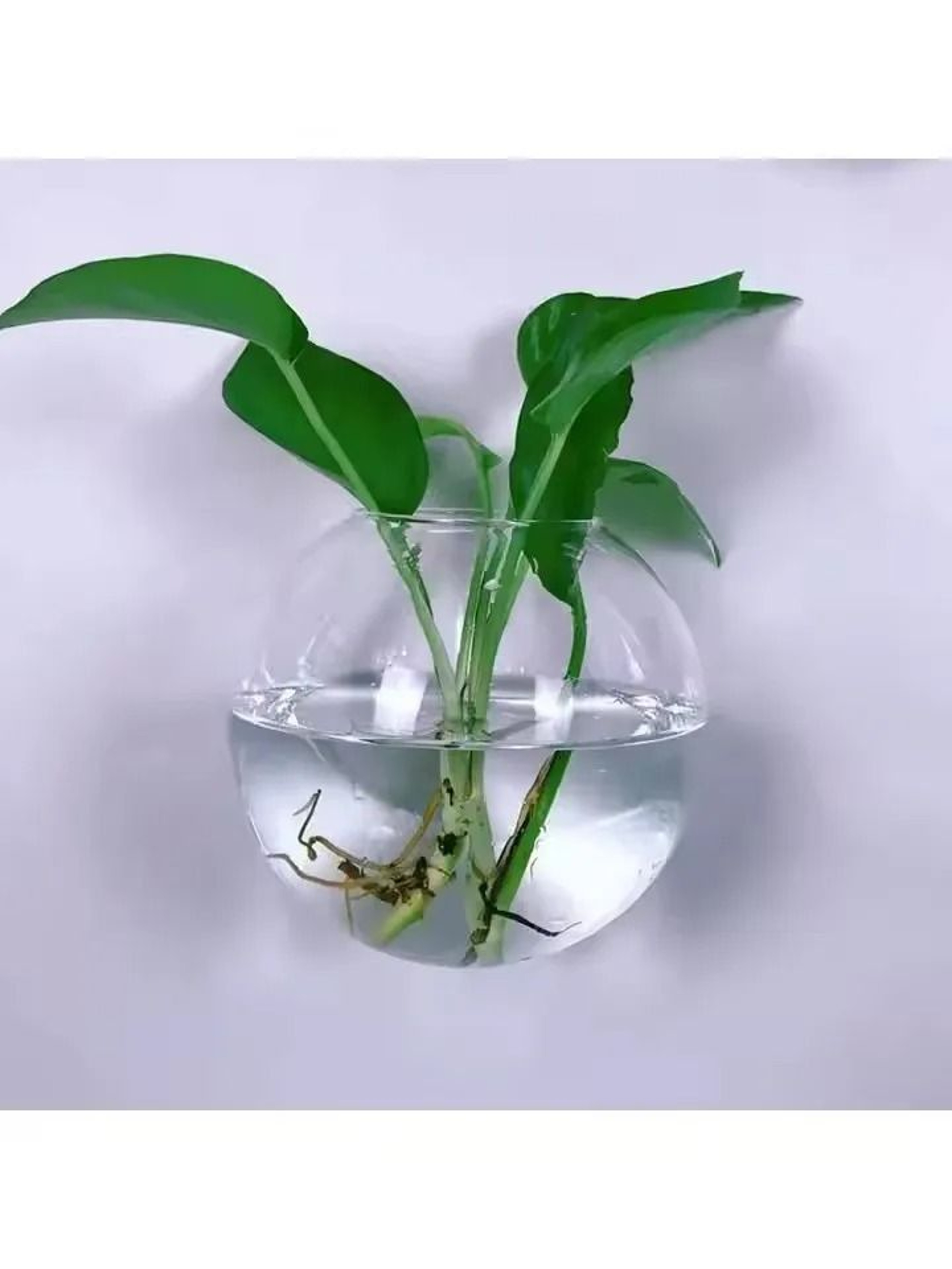 2 Pack Wall Hanging Glass Terrarium And Hydroponic Planter 2