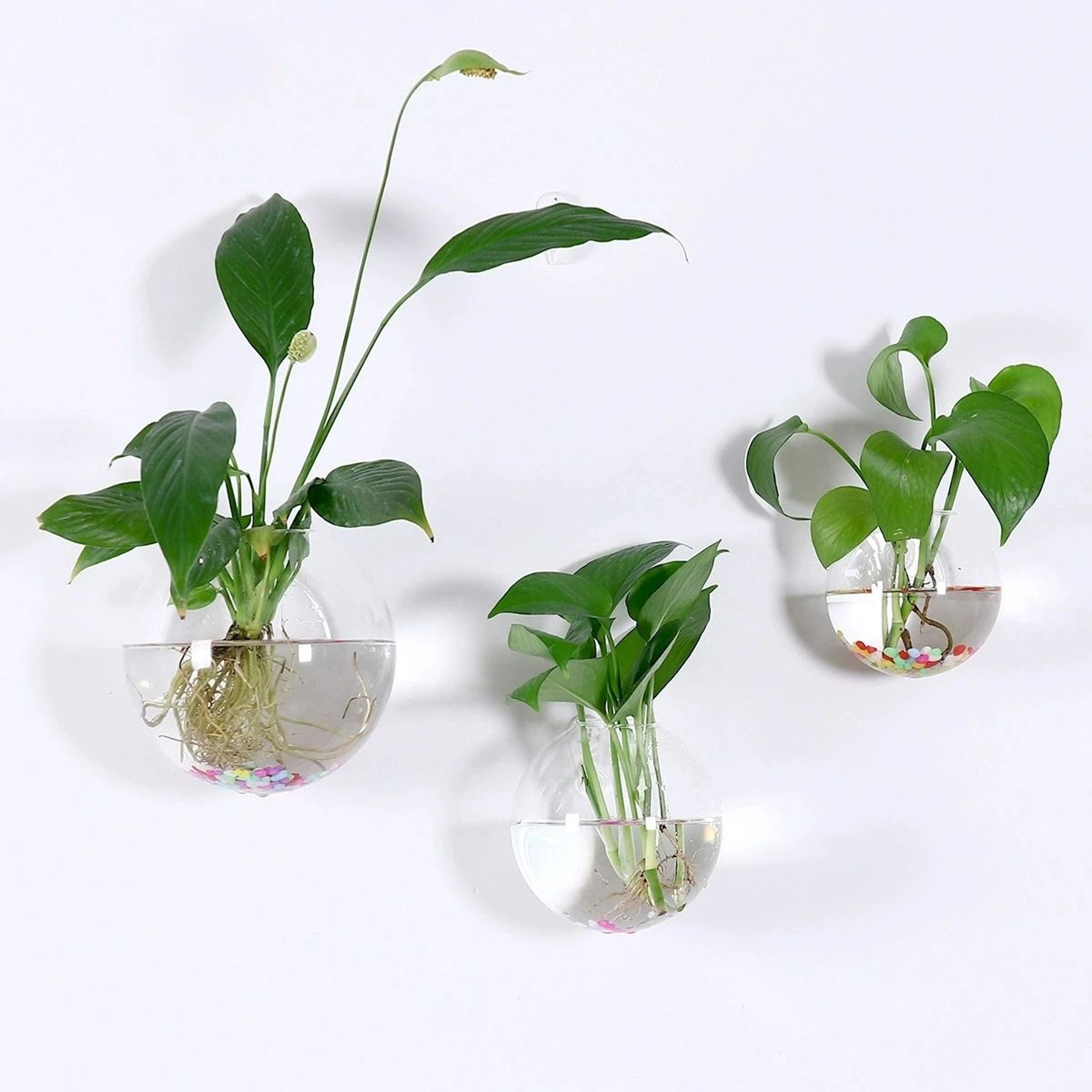 2 Pack Wall Hanging Glass Terrarium And Hydroponic Planter 0