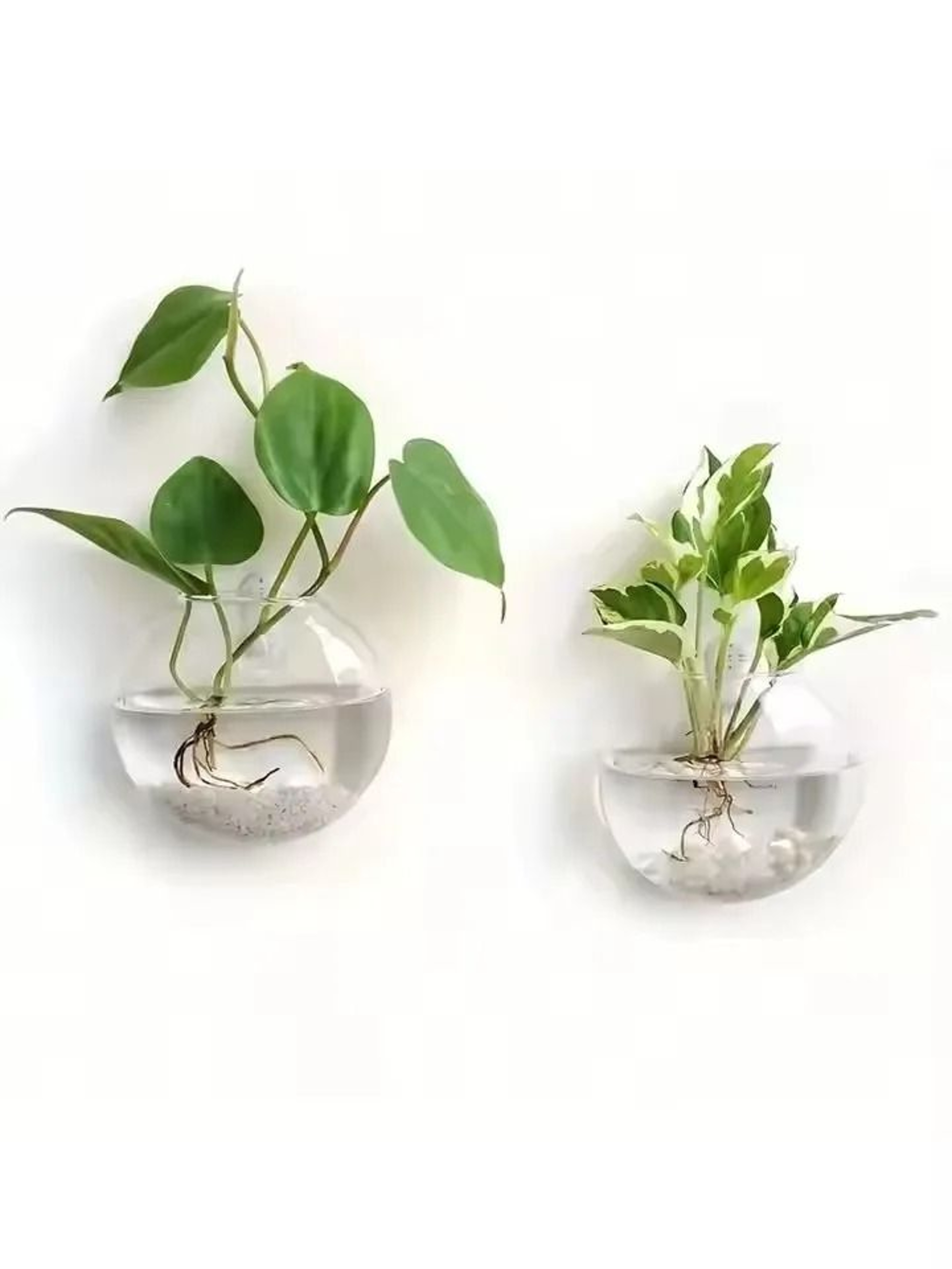 2 Pack Wall Hanging Glass Terrarium And Hydroponic Planter 6
