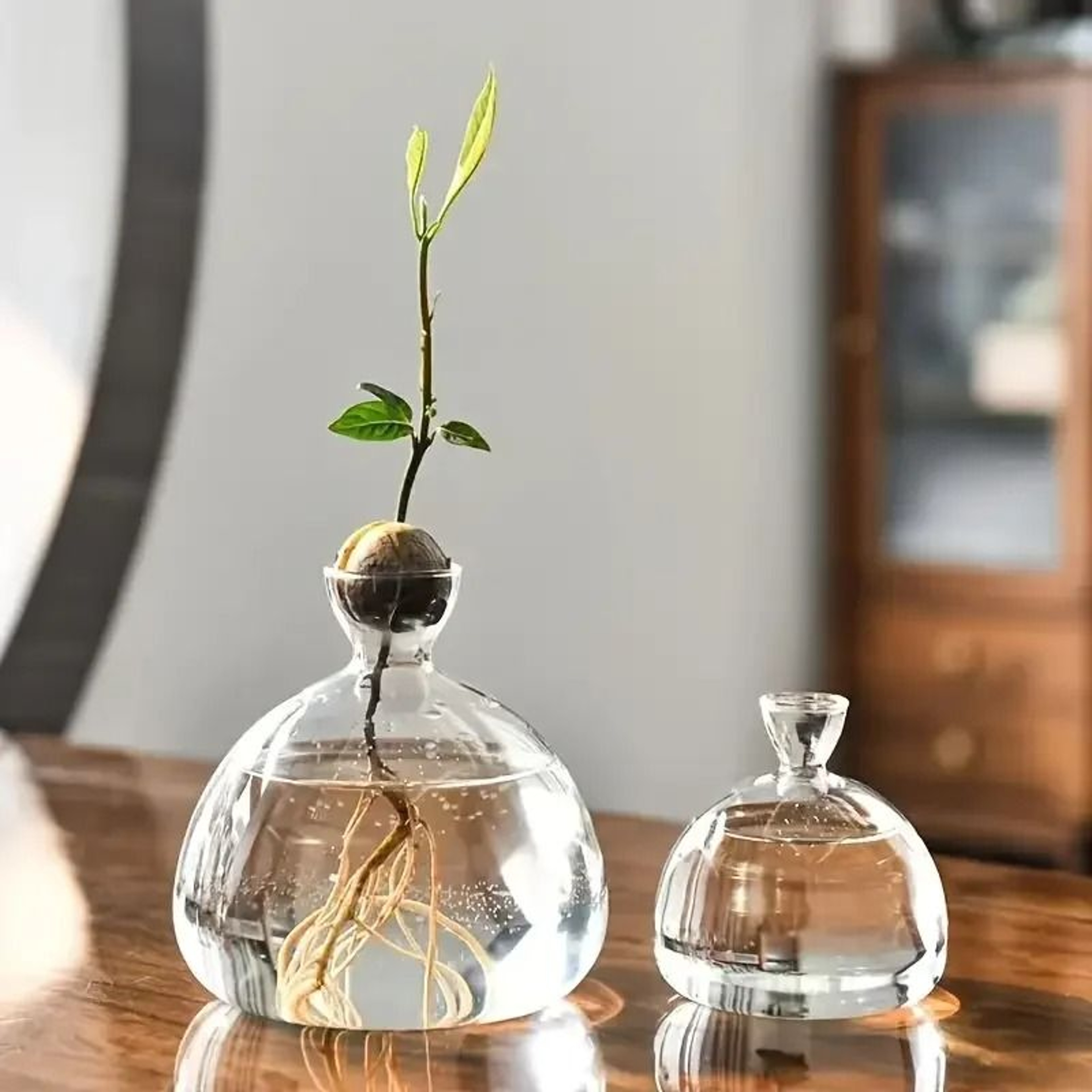 Avocado Seed Starter Glass Bulb Vase 0