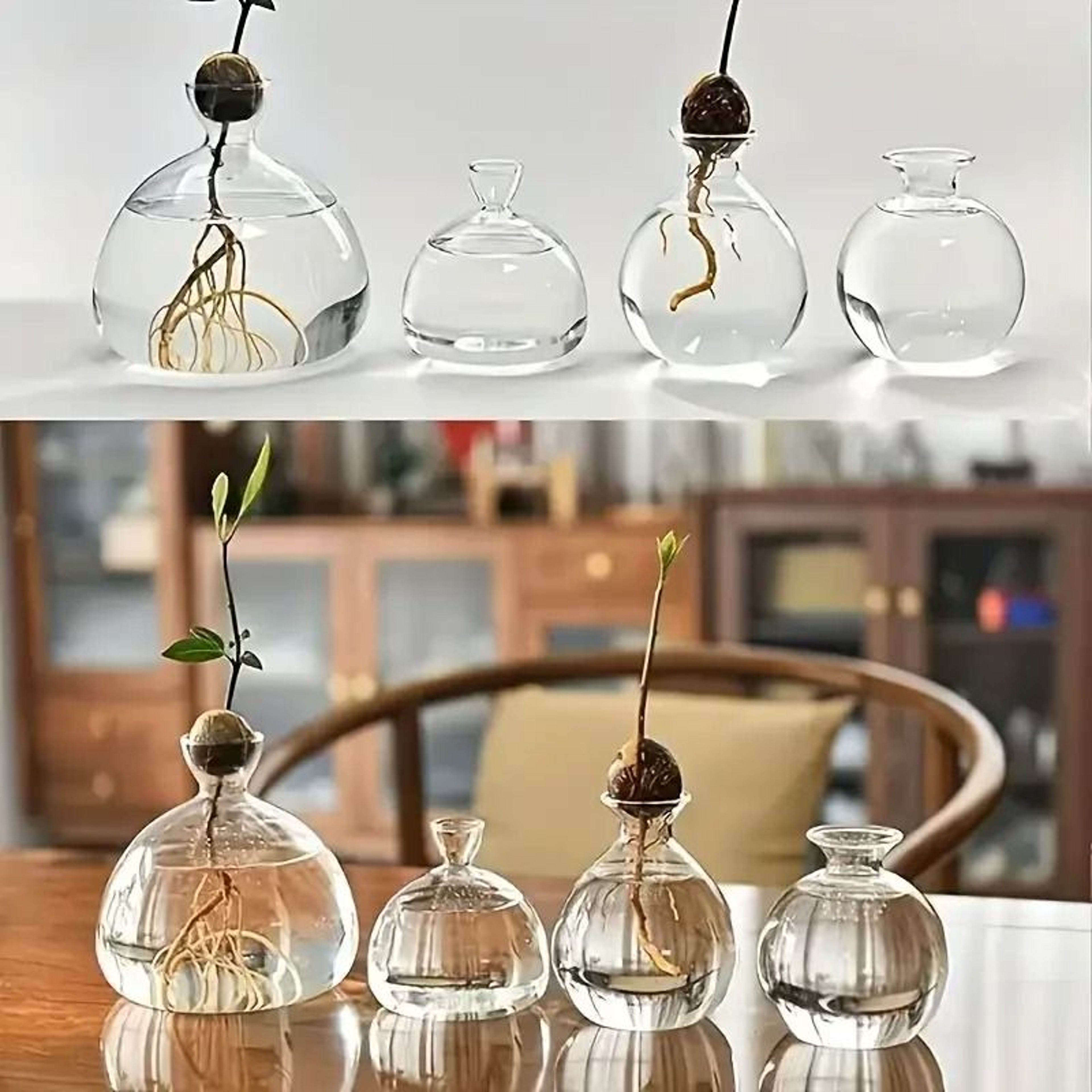 Avocado Seed Starter Glass Bulb Vase 3