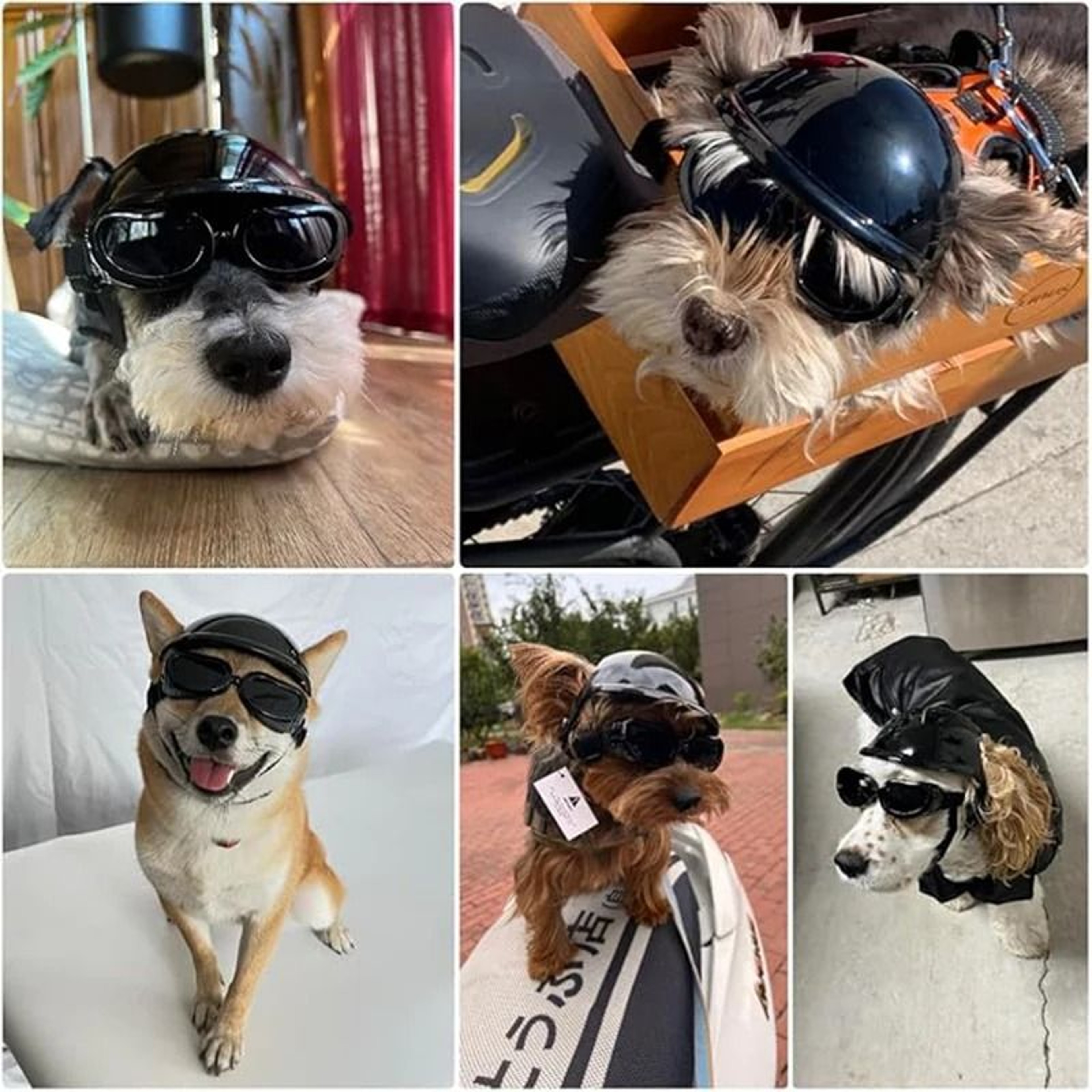 Sport Dog Helmet  Goggles Adventure Set 3