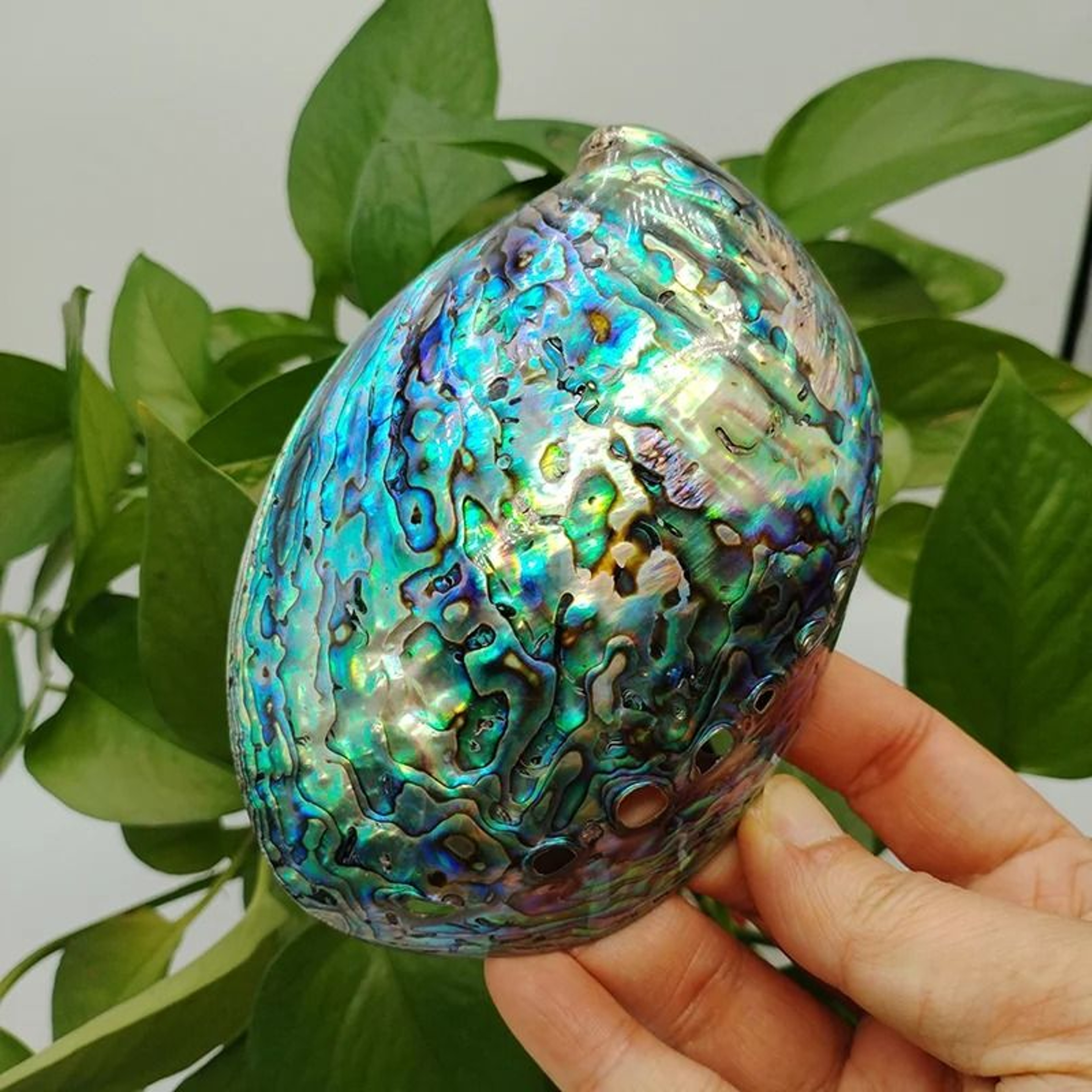 Polished Natural Paua Abalone Shell  Sage Smudge Kit With Tripod Stand For Spiritual Cleansing  Hom 13
