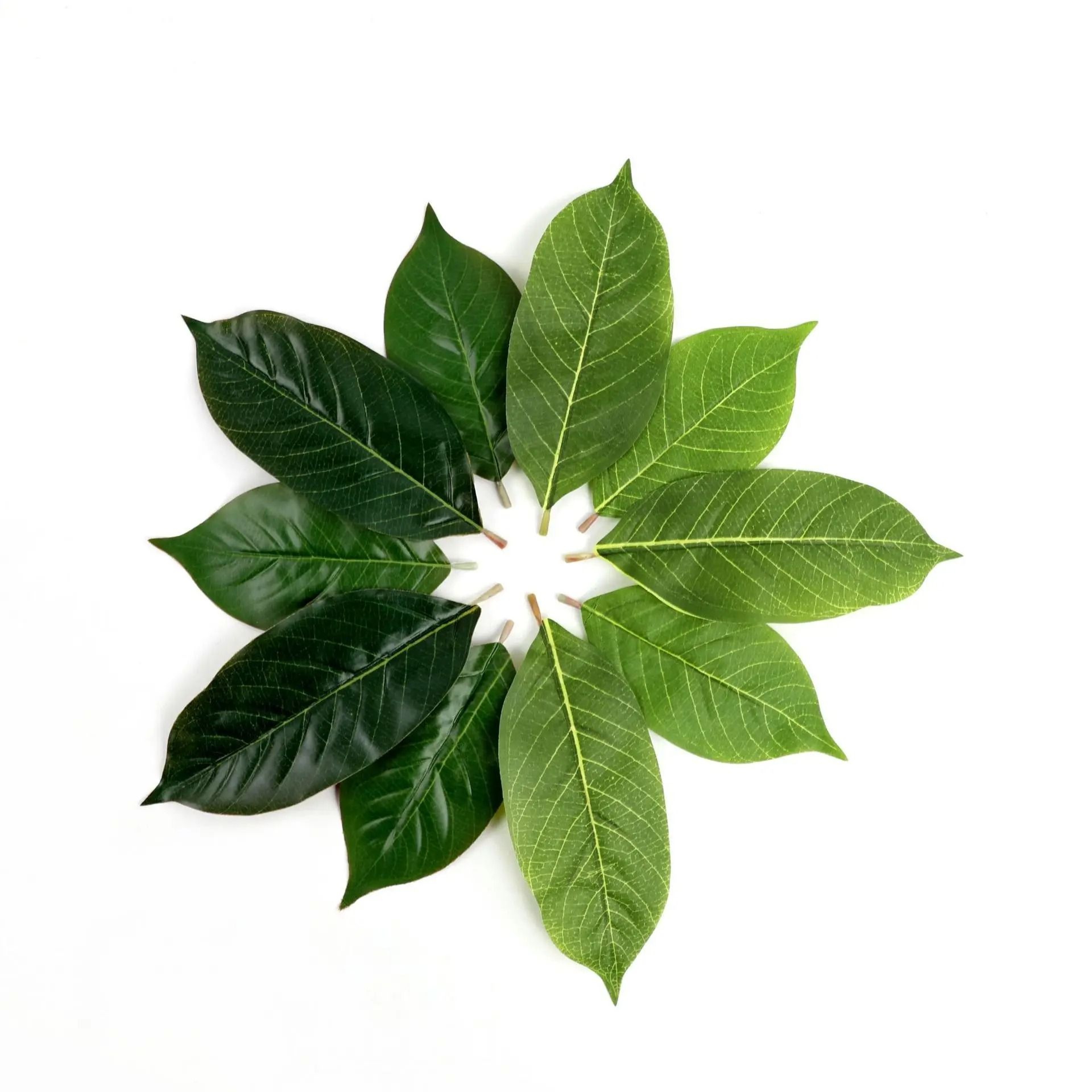 Botanical Narrative Sculpture  HighDefinition Magnolia Leaf Architectural Set 3