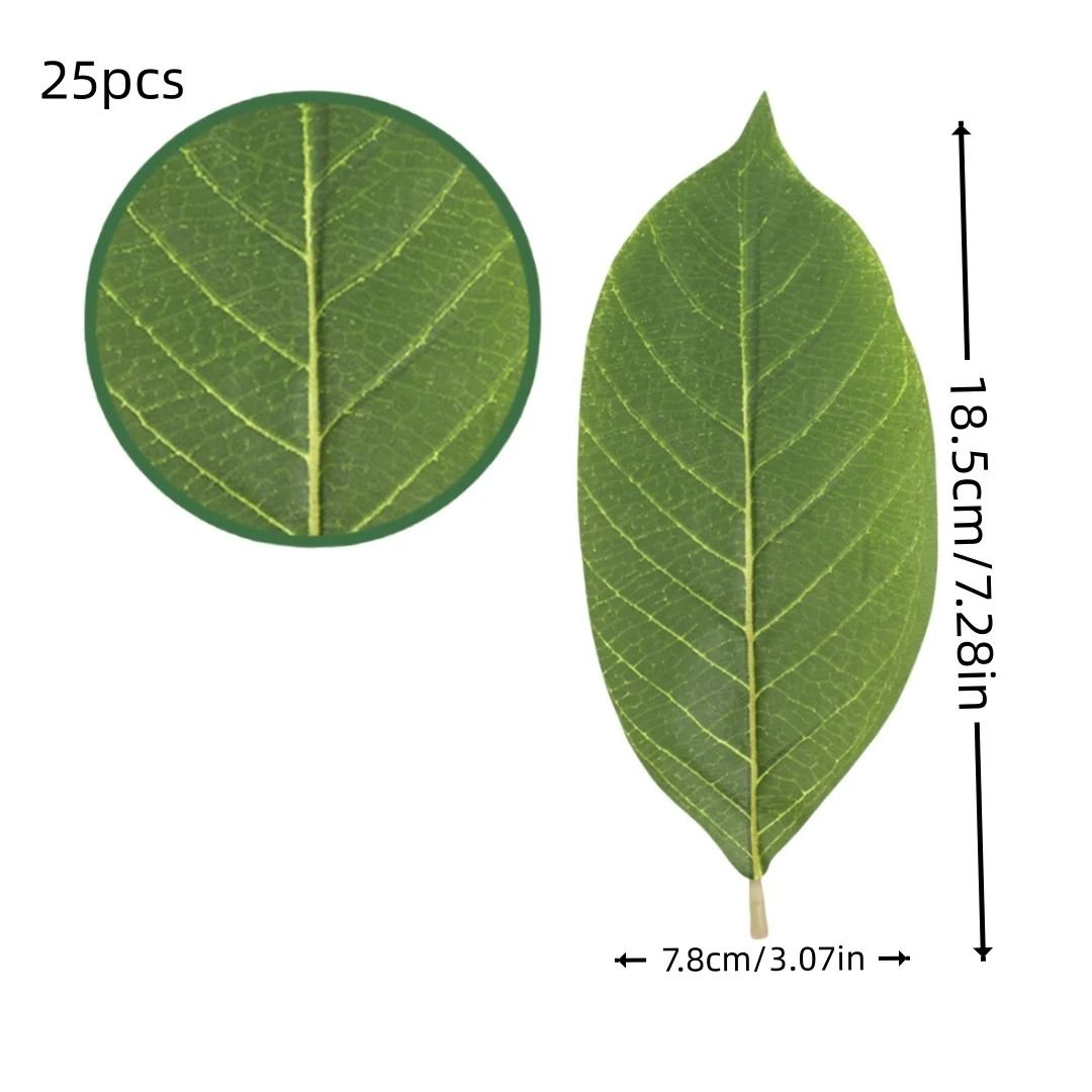 Botanical Narrative Sculpture  HighDefinition Magnolia Leaf Architectural Set 8