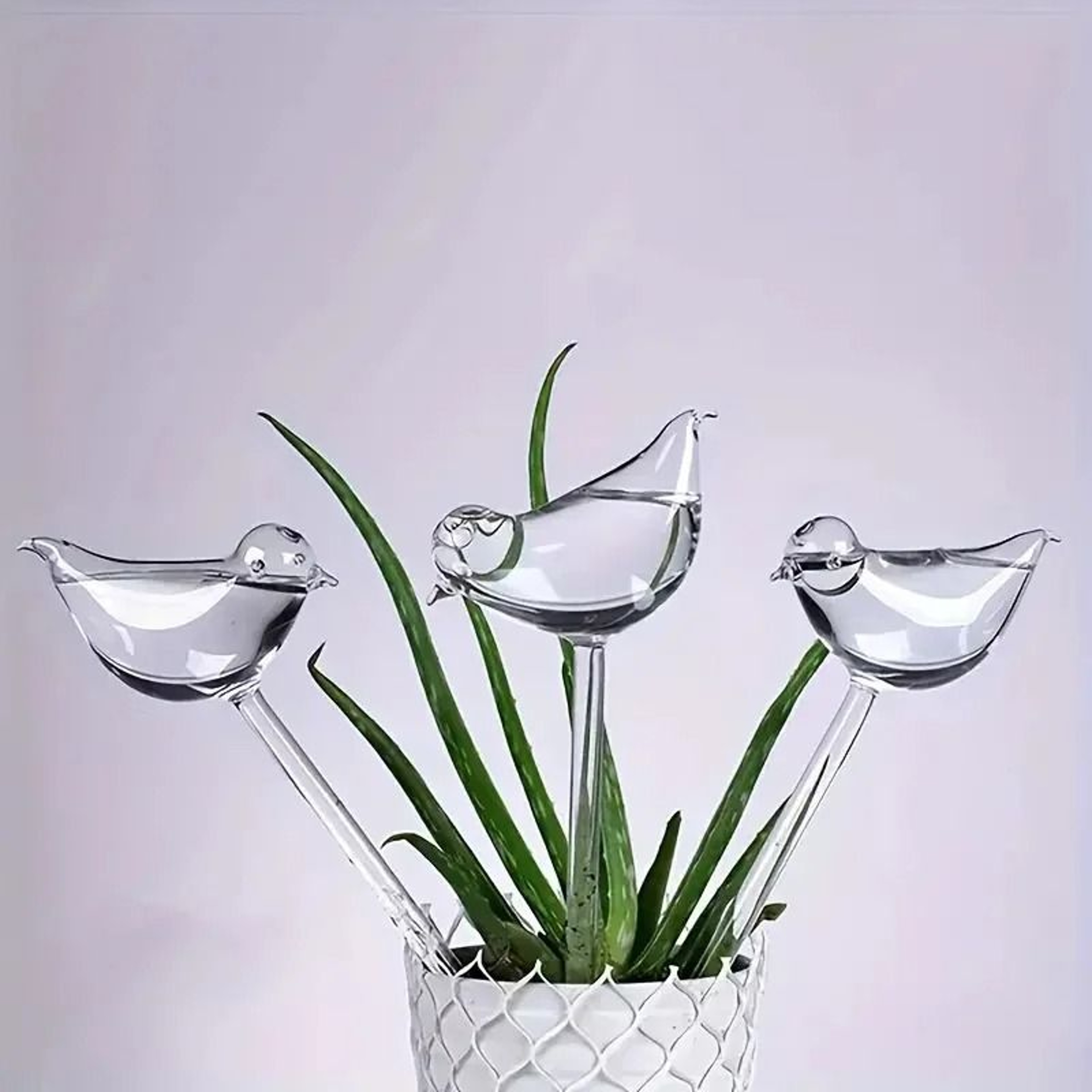 BirdStyle Automatic Plant Water Dispenser 6