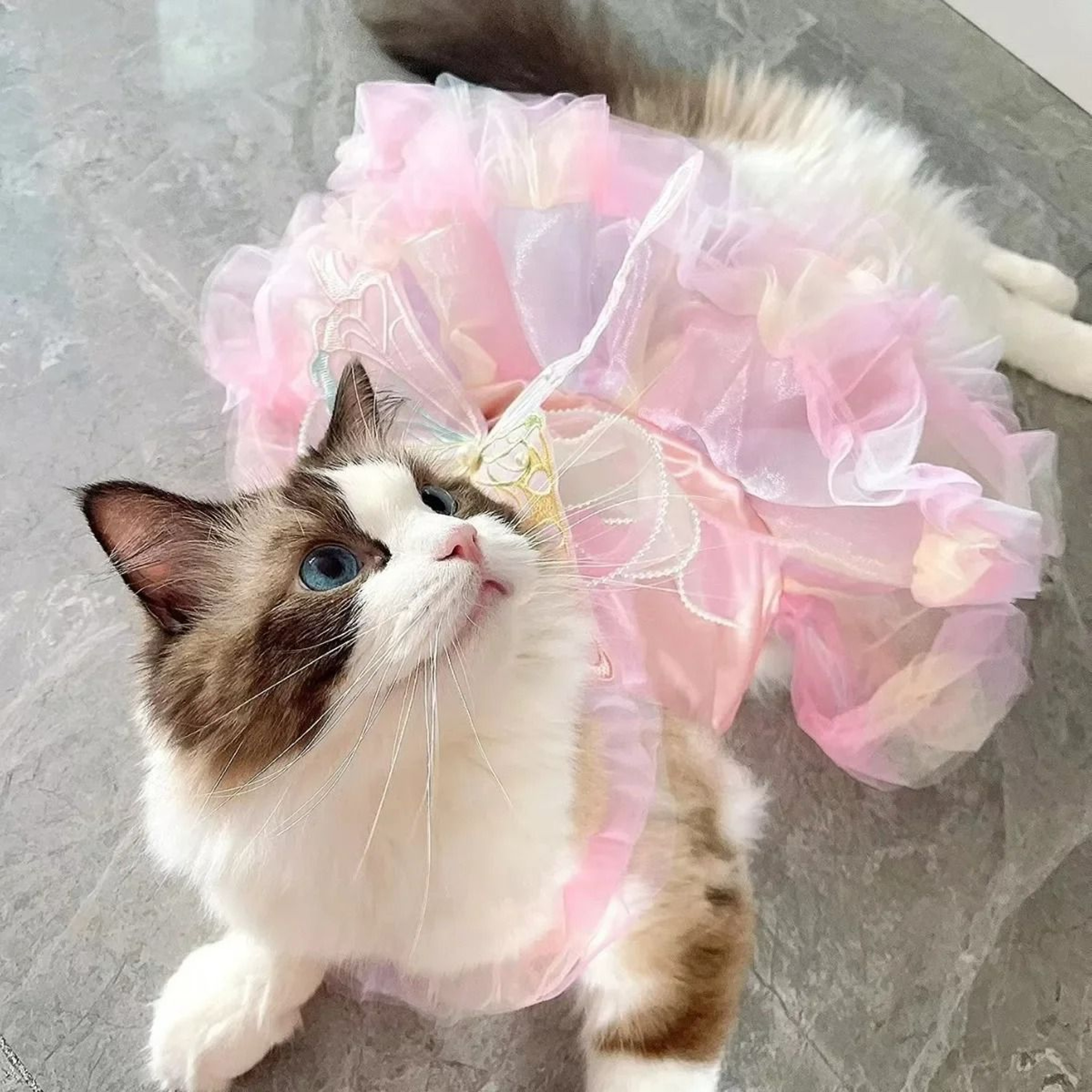 Spring Princess Pet Dress  Lace Striped Skirt For Puppies  Cats 4