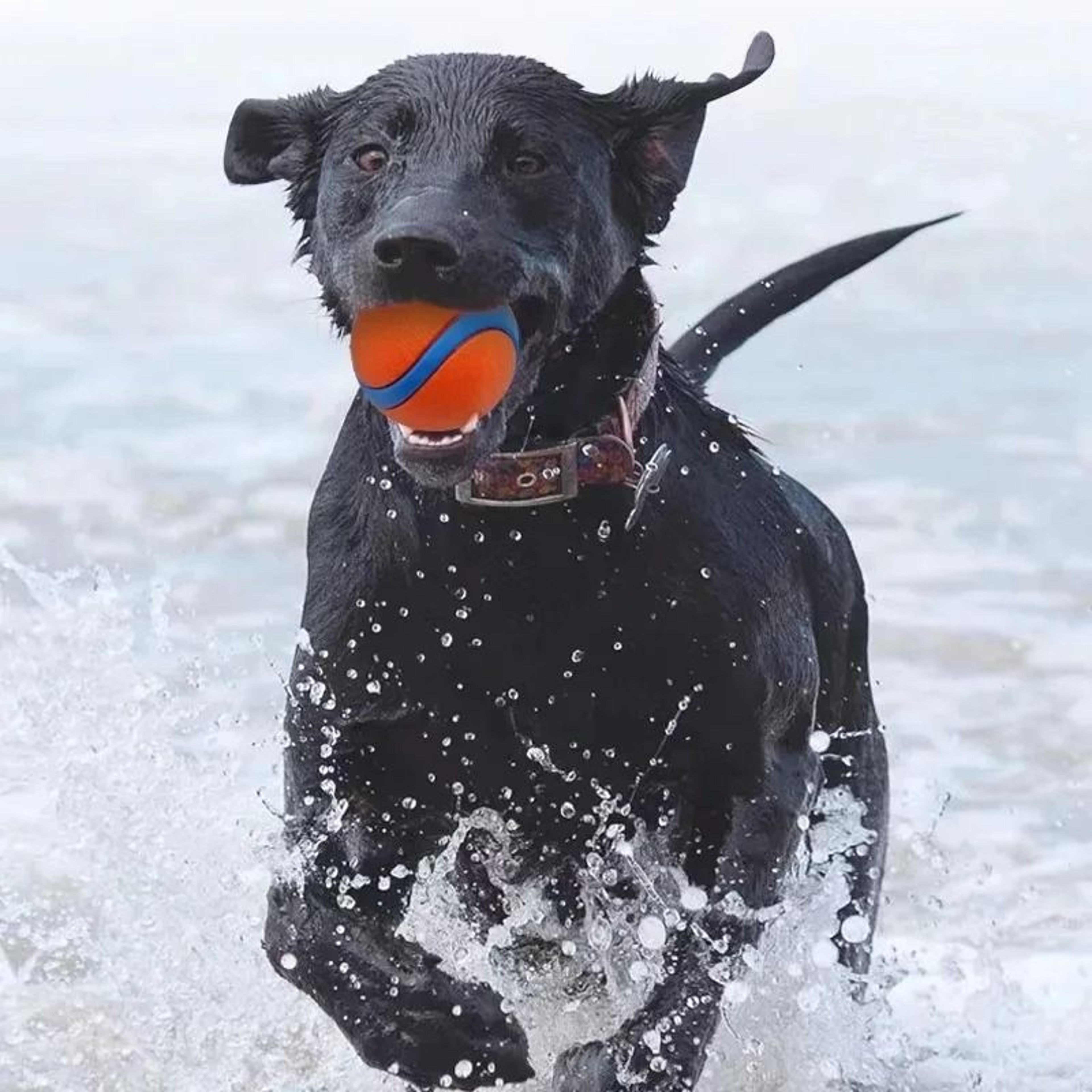 HighElasticity Fetch Ball  Solid HeavyDuty Rubber Chew  Jumping Toy For Dogs 4
