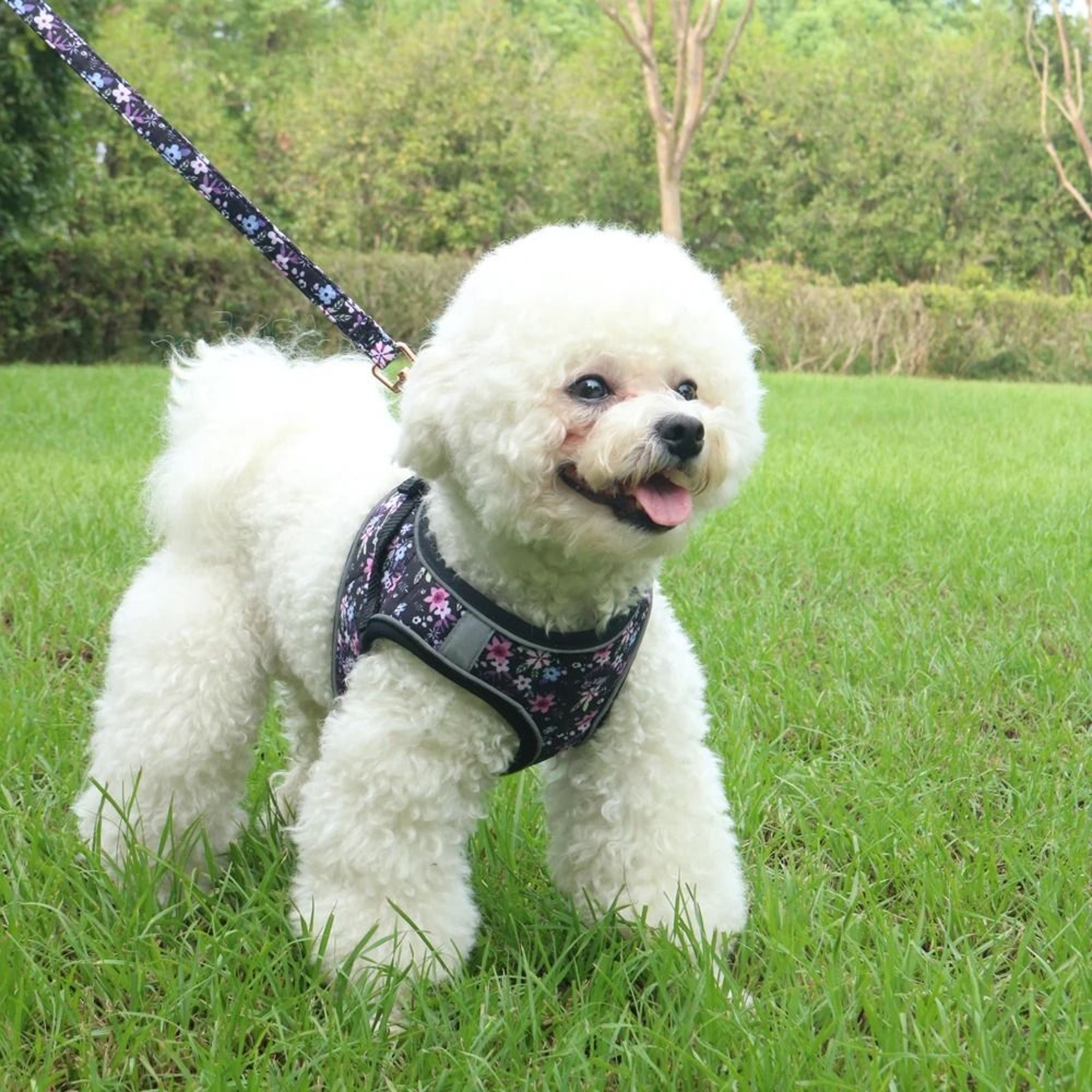 SoftTouch Harness  Leash Set  Ergonomic NoPull Vest With Integrated Collar  Safety Bracelet For Sma 2