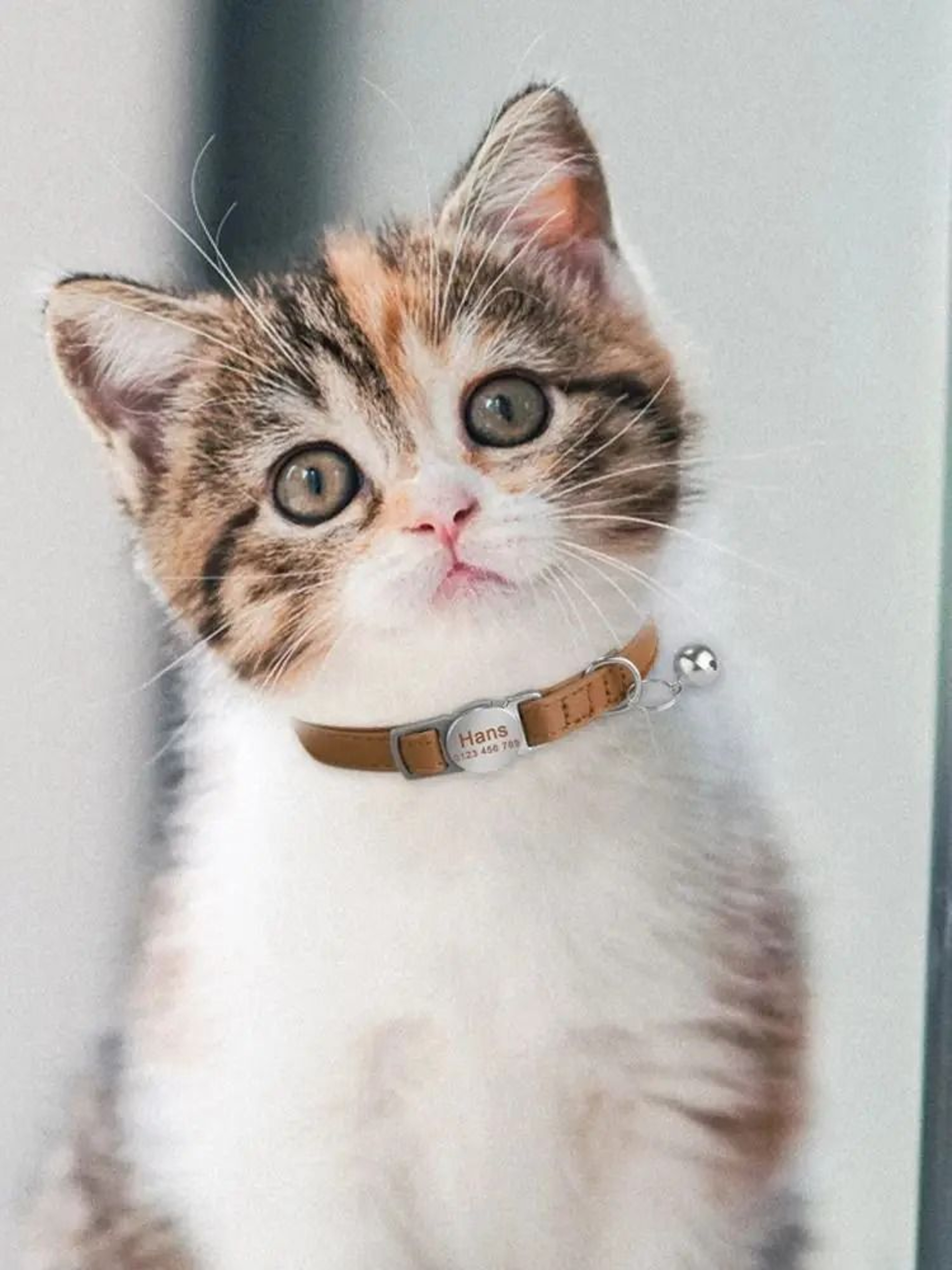 Personalized Leather Breakaway Cat Collar With LaserEngraved Safety Nameplate 5