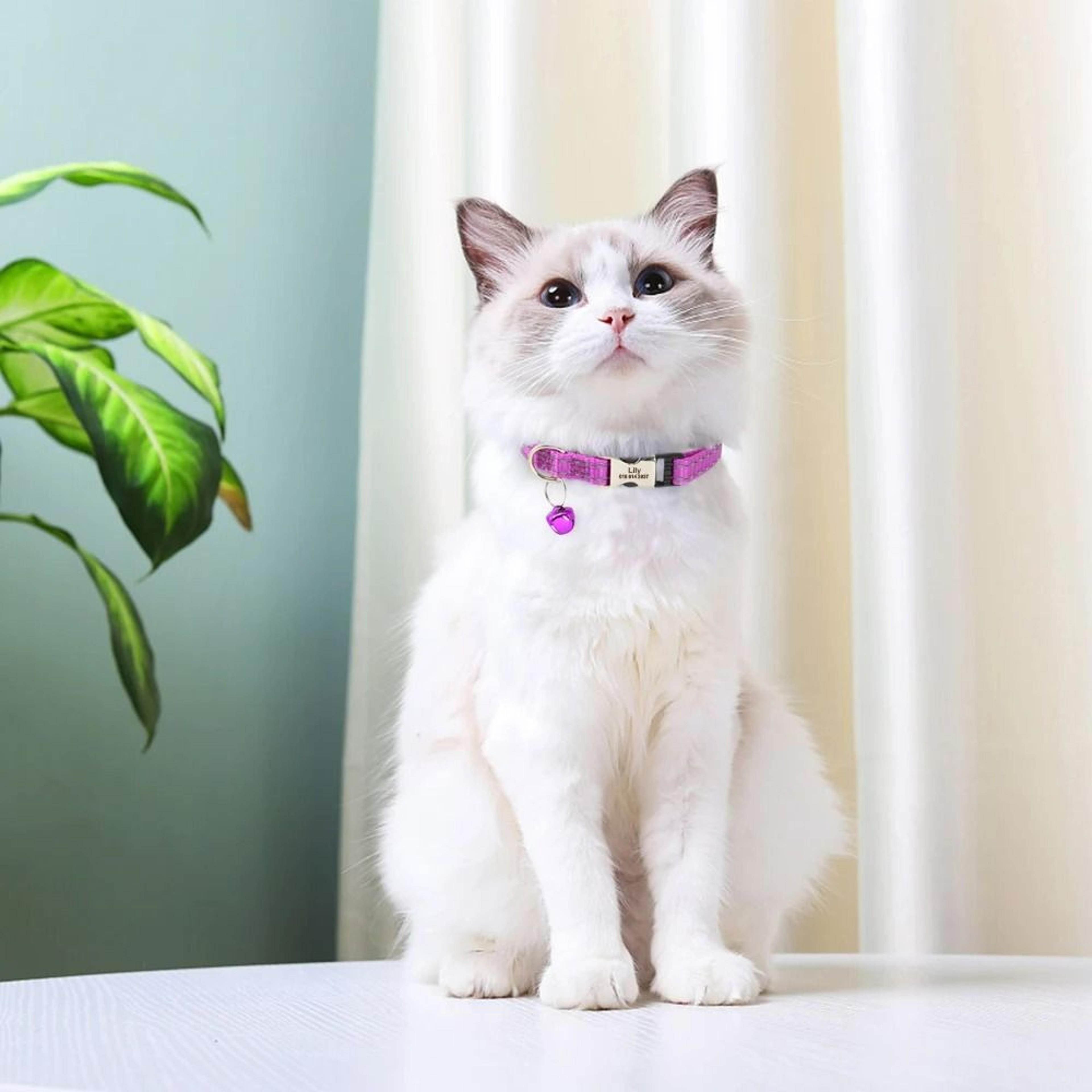 Personalized Nylon Cat ID Collar With Engraved SlideOn Safety Tag 4