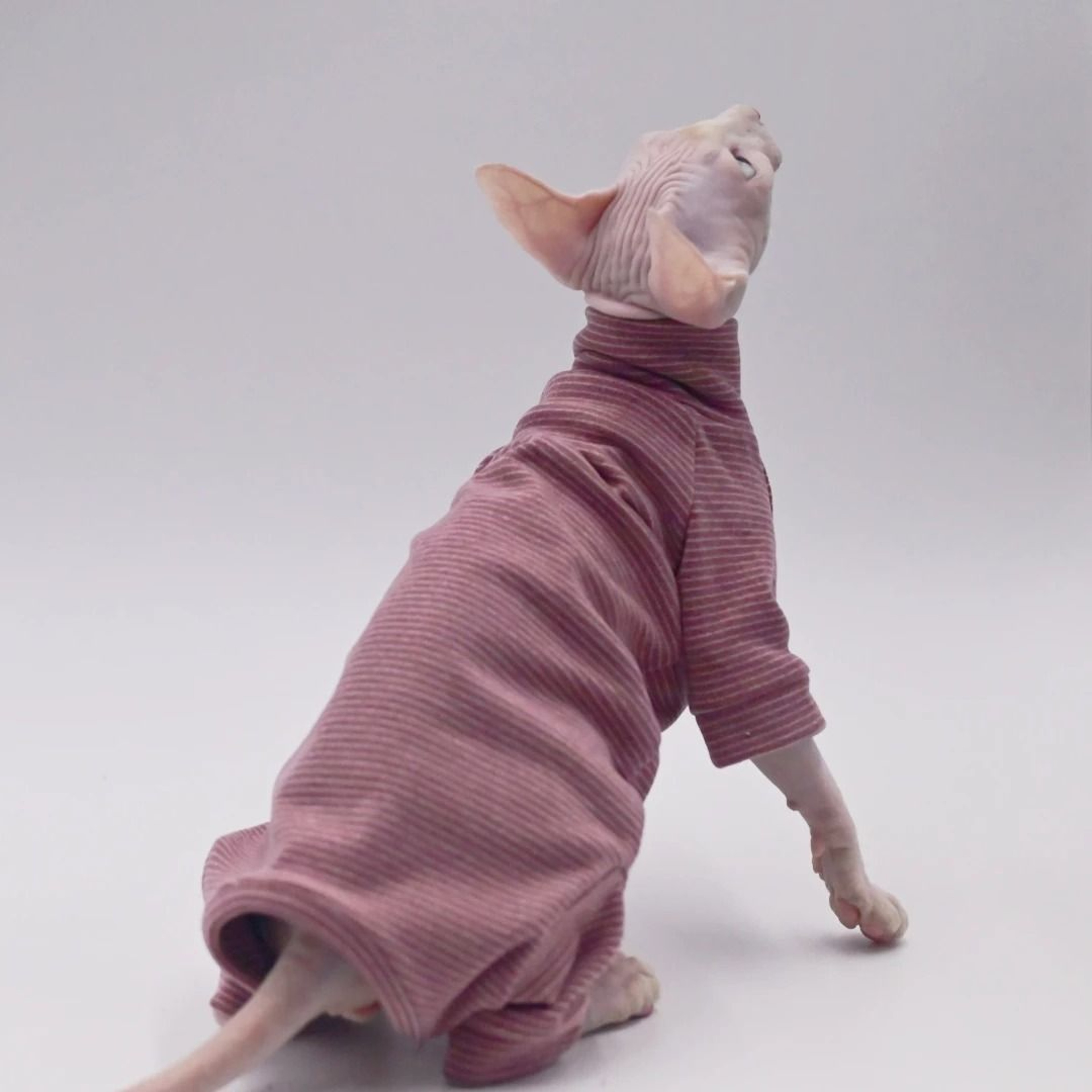 FourLegged Hairless Cat Winter Hoodie 3