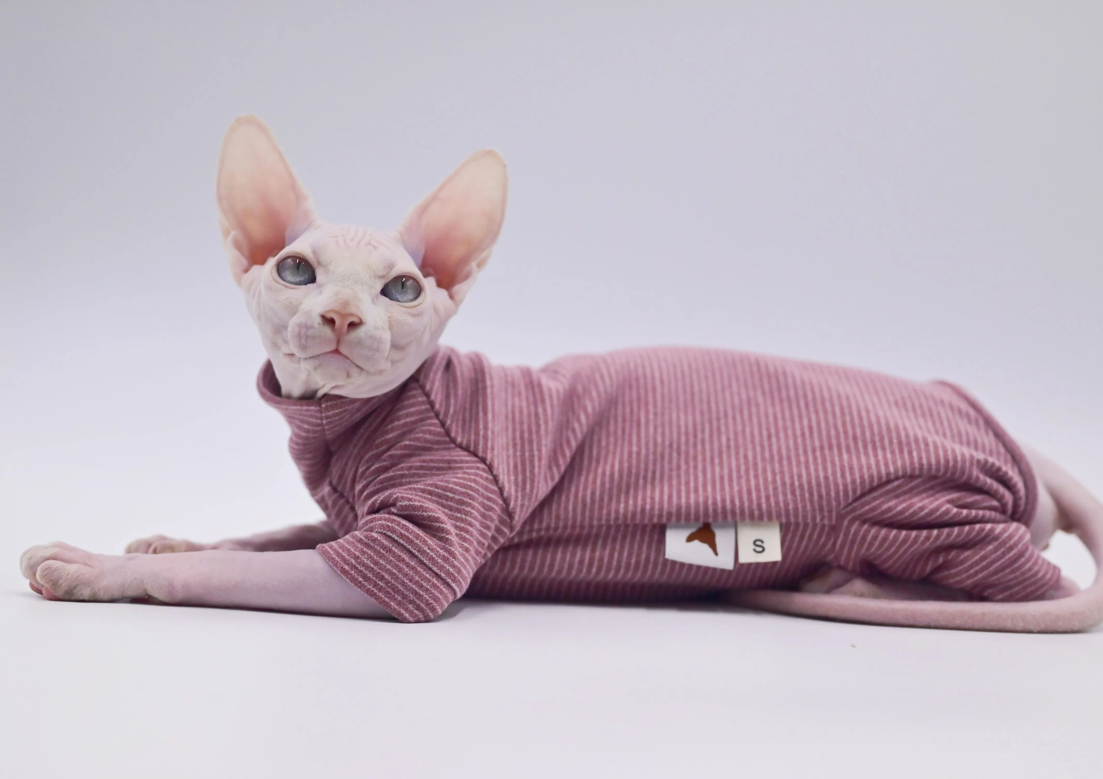 FourLegged Hairless Cat Winter Hoodie 5