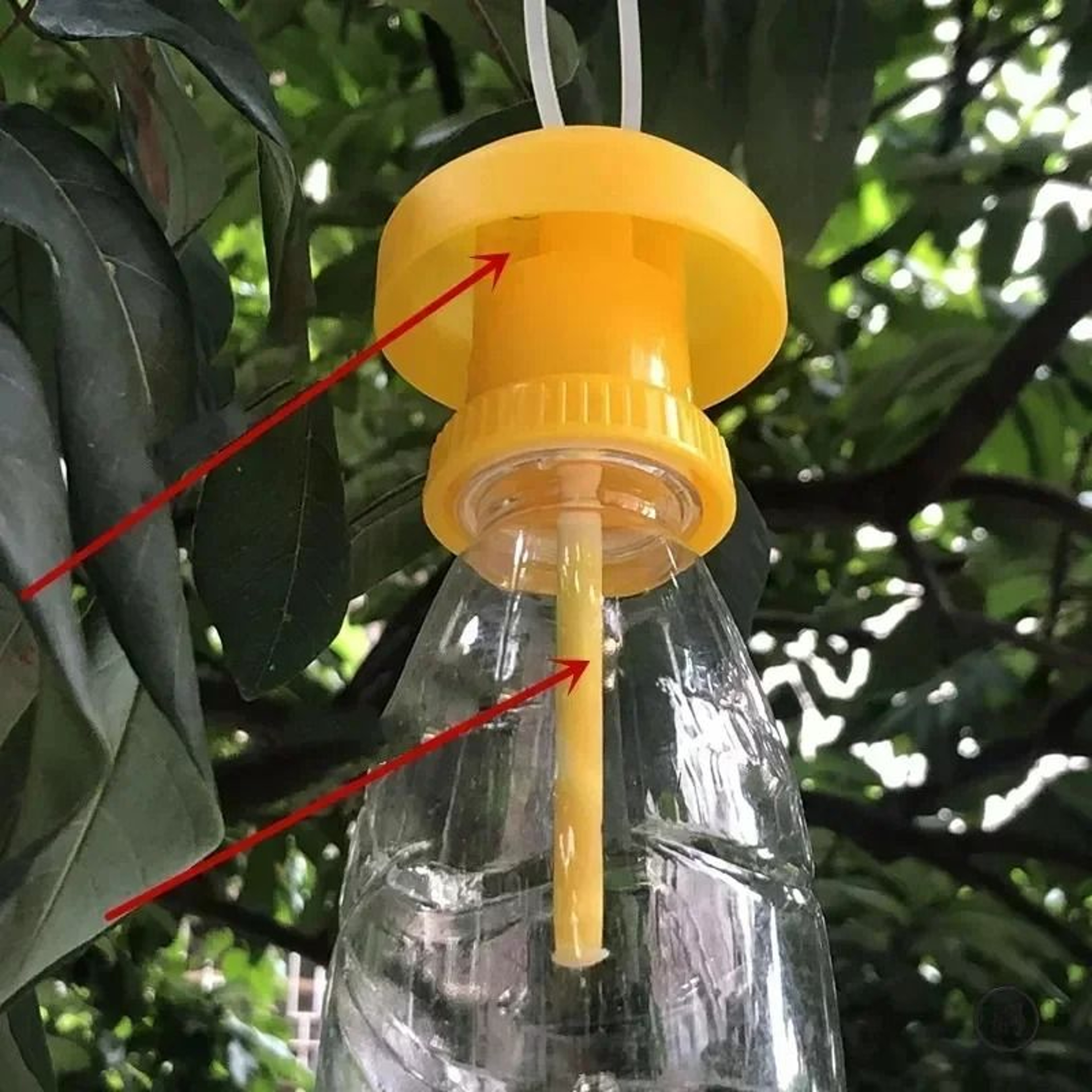 2Pack Plastic Fruit Fly Trap Catchers 2
