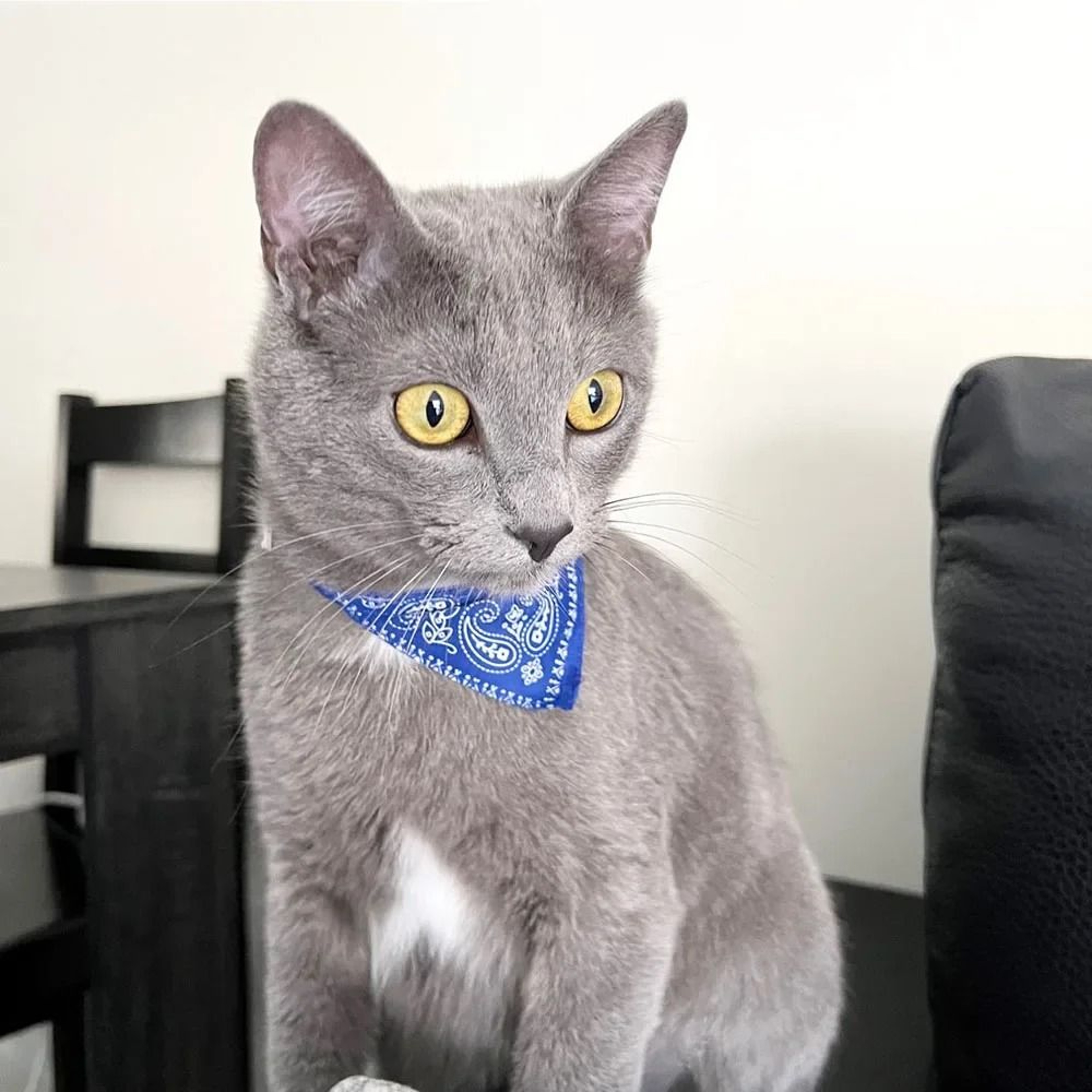 Cute Printed Bandana Collar For Cats  Small Dogs 2