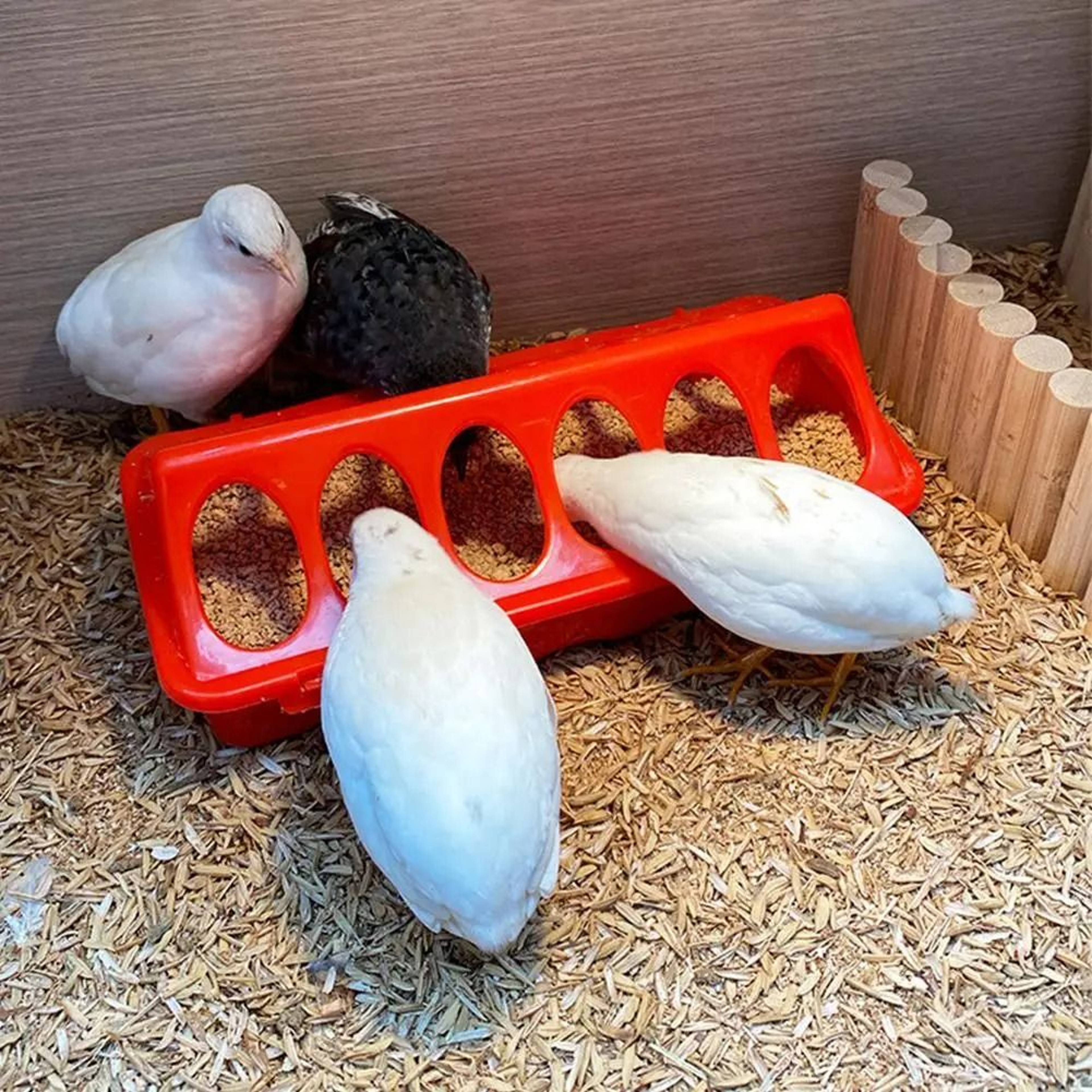 FlipTop Ground Poultry Feeder Trough 2