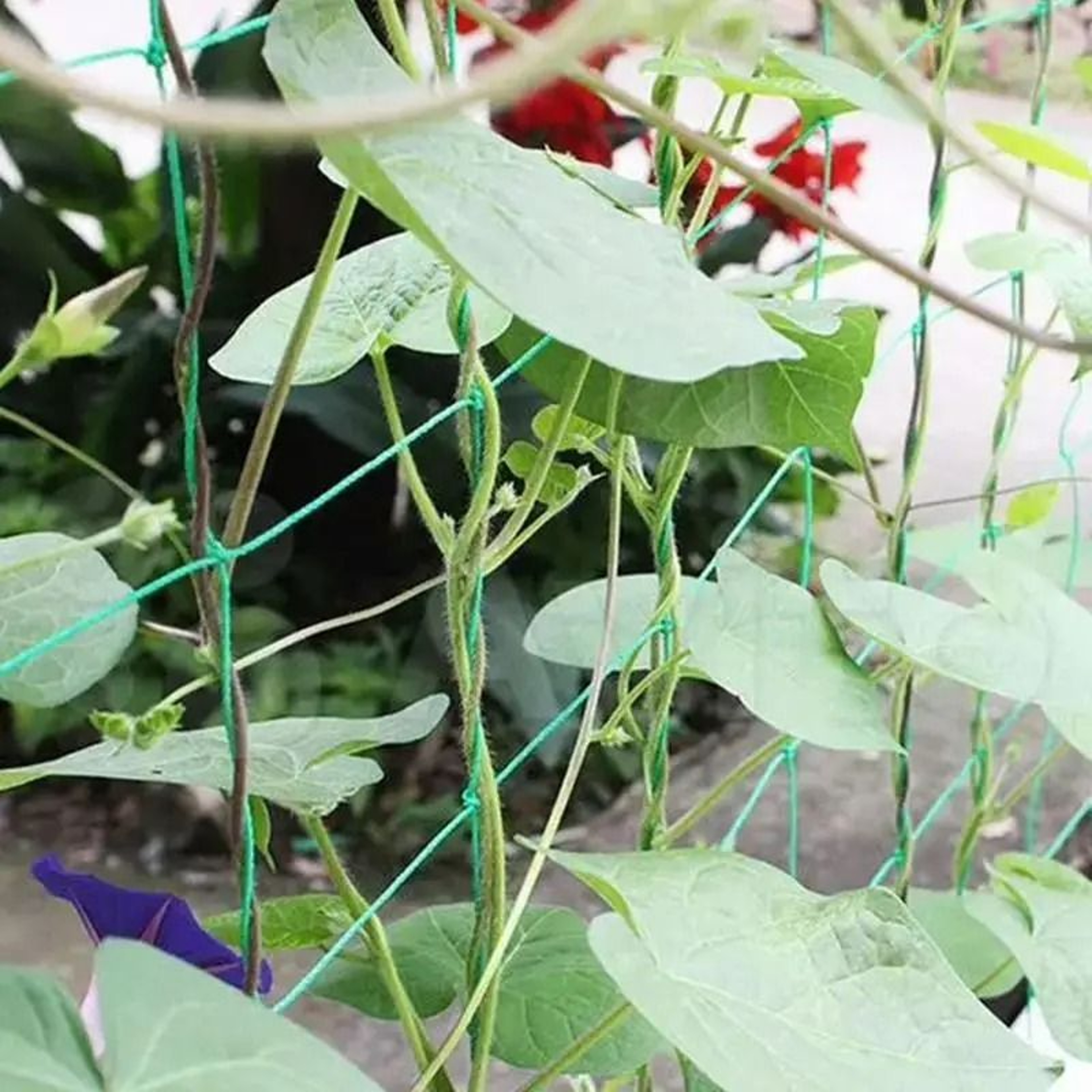 HeavyDuty Polyester Garden Trellis Netting 4