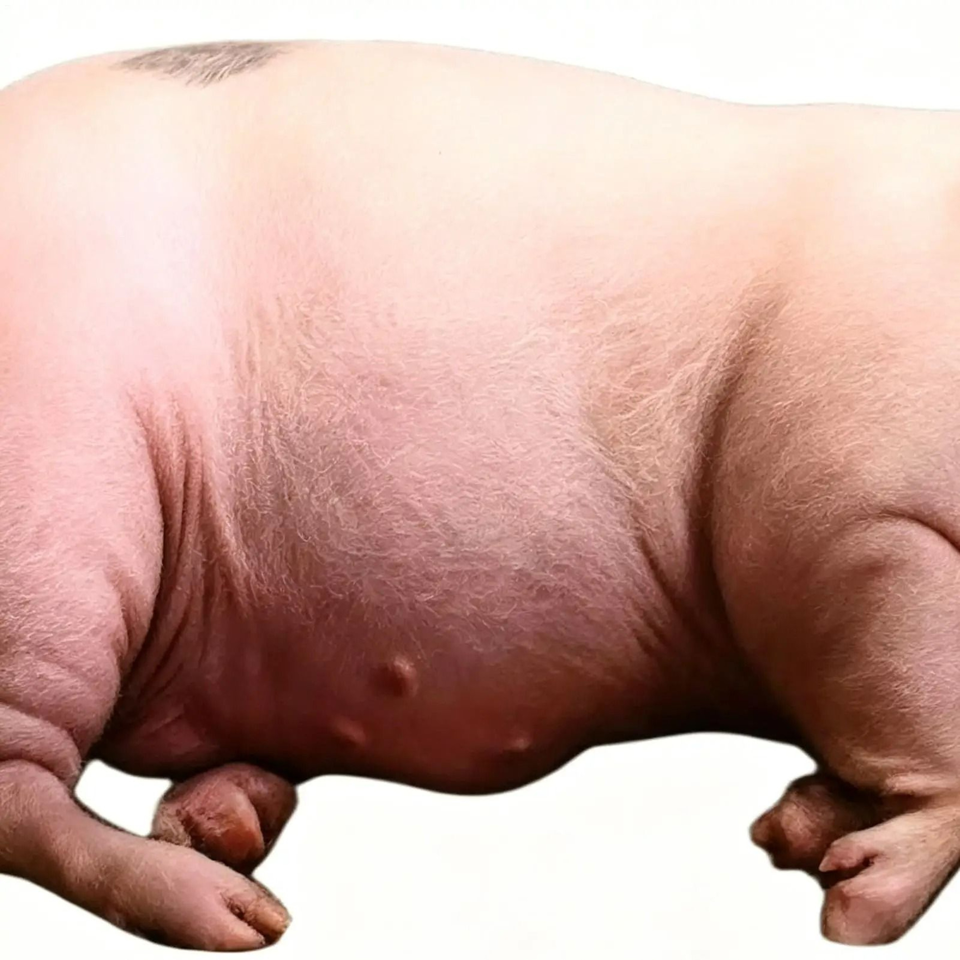 Plush Stuffed Pig Body Pillow 4