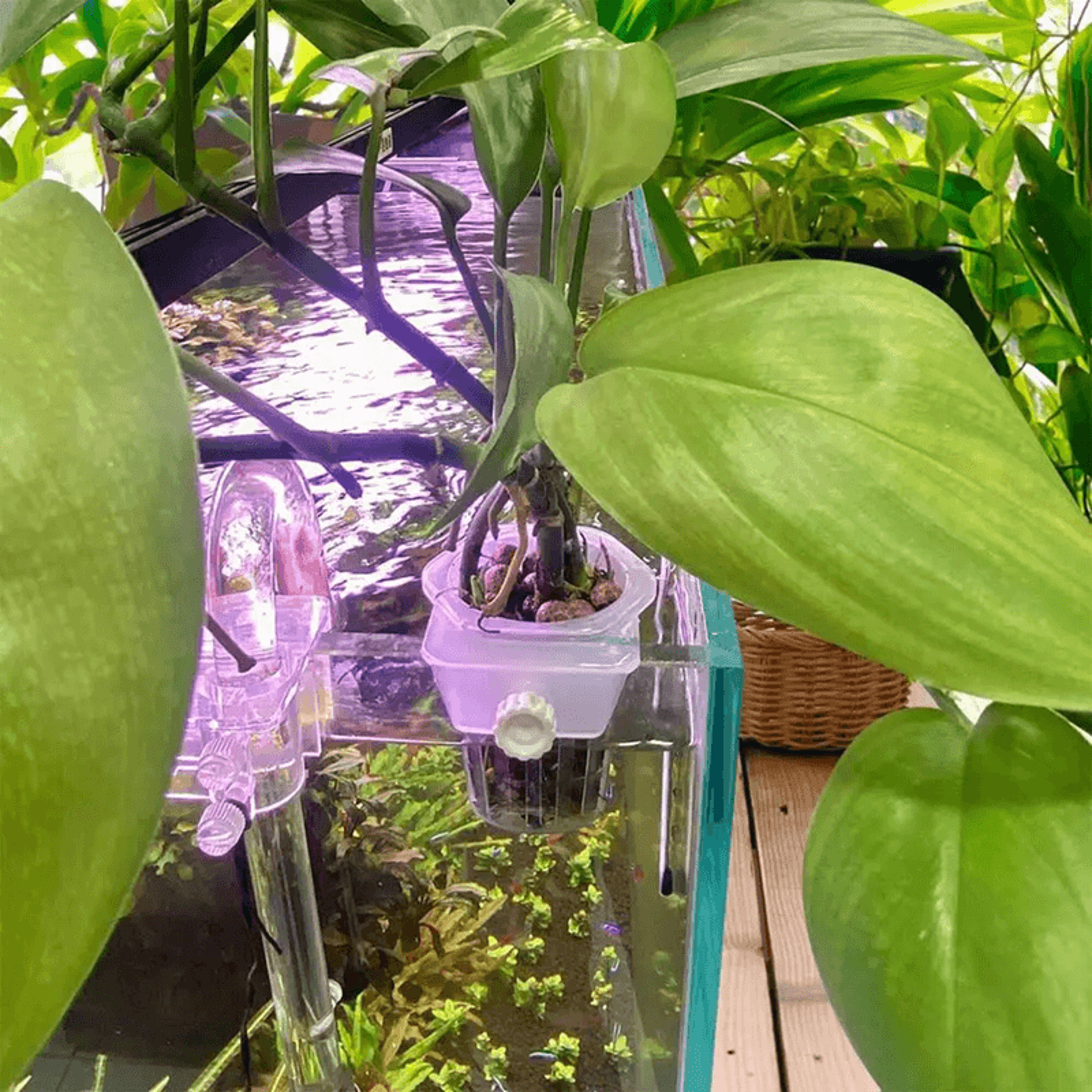AquaBloom Hydroponic Planting Cups  2 Pack Floating Aquatic Plant Holders For Aquariums 0