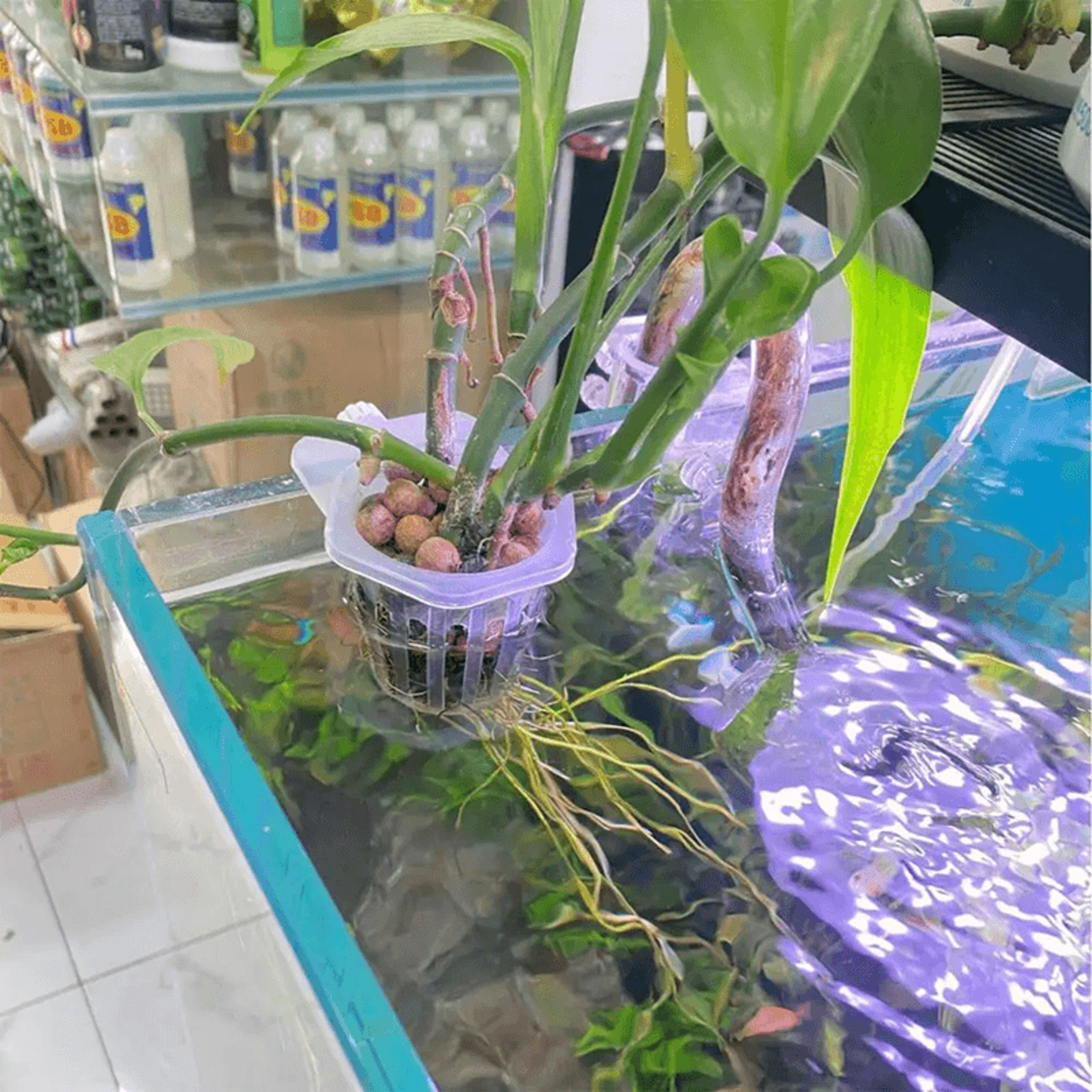 AquaBloom Hydroponic Planting Cups  2 Pack Floating Aquatic Plant Holders For Aquariums 1