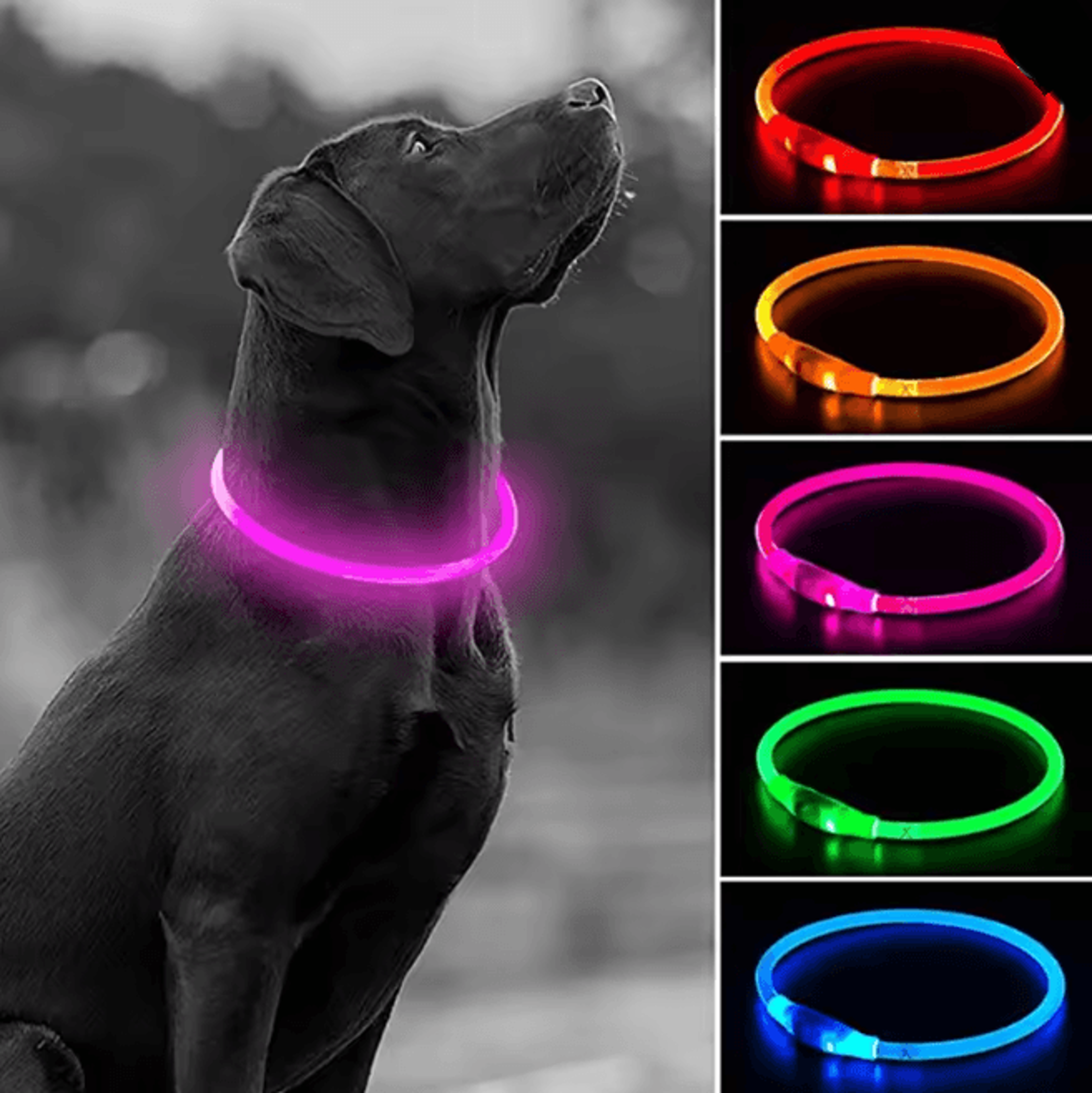 Led Usb Dog Safety Collar 0