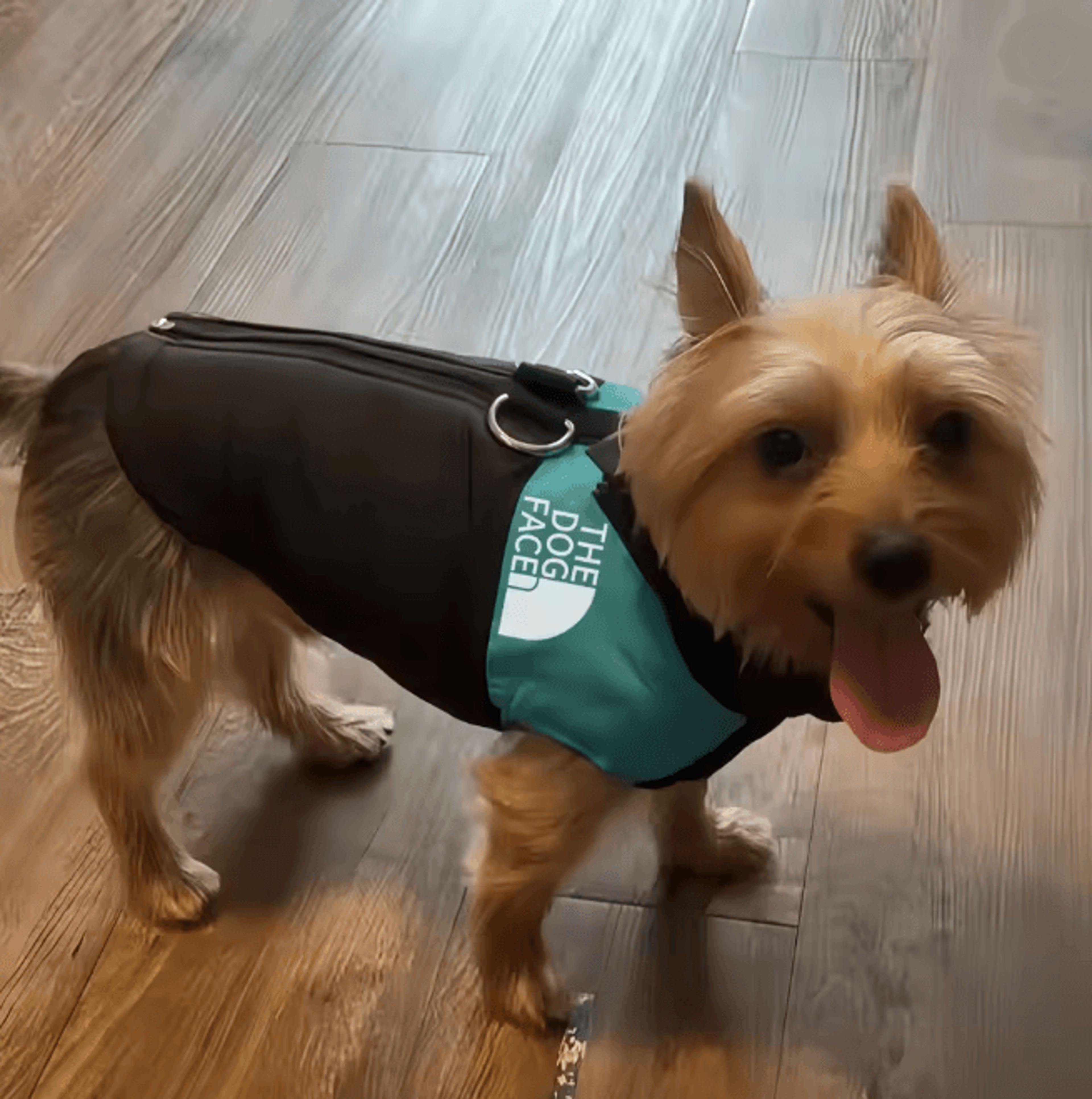 Warm Dog Hoodie Jacket Winter Sports Coat For Medium And Large Dogs 2