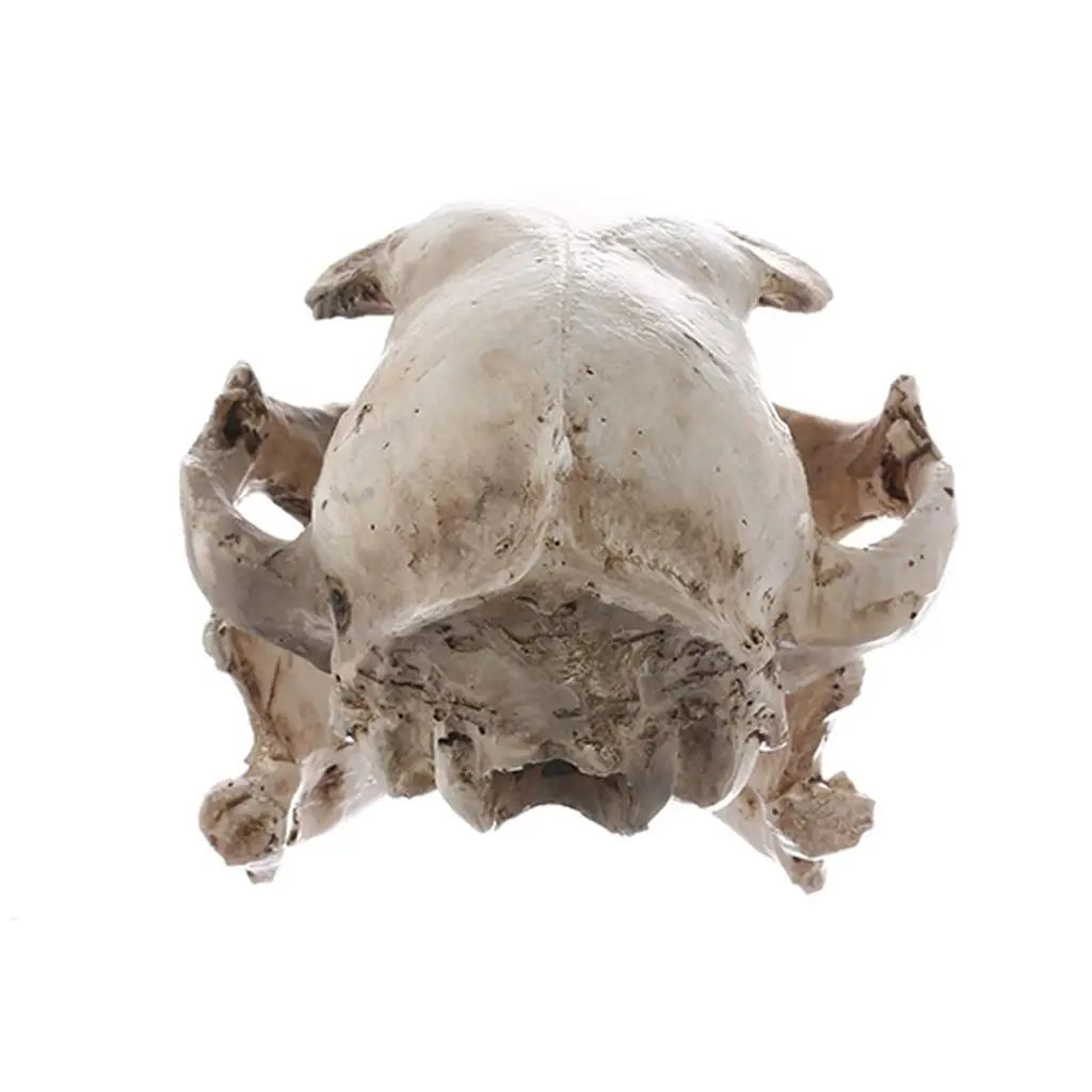 Realistic Cat Skull Model Resin Animal Skeleton Replica Decorative Display Piece 4
