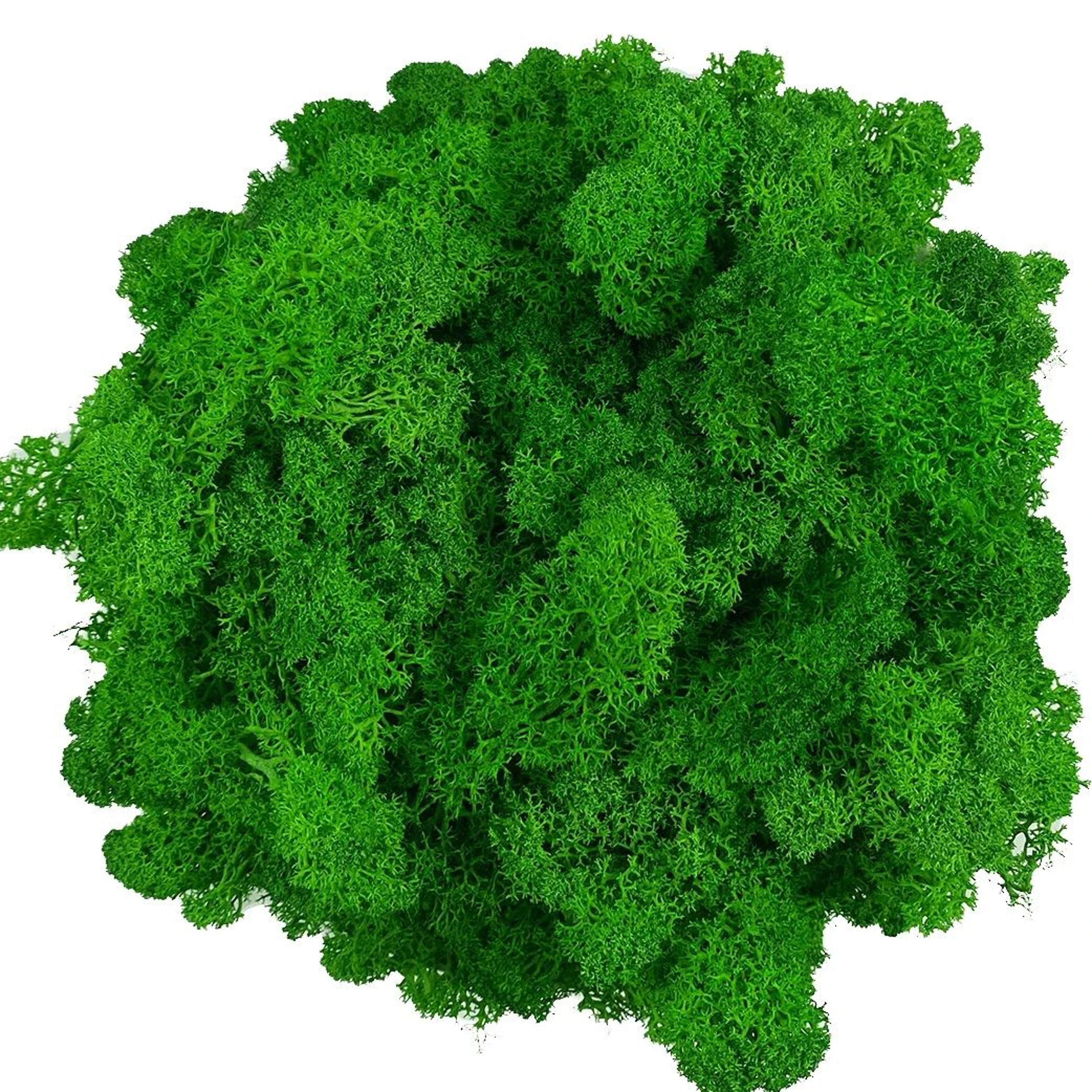 Transform Ordinary Spaces Into Calming Green Sanctuaries With This Soft Lifelike Reindeer Moss That 22