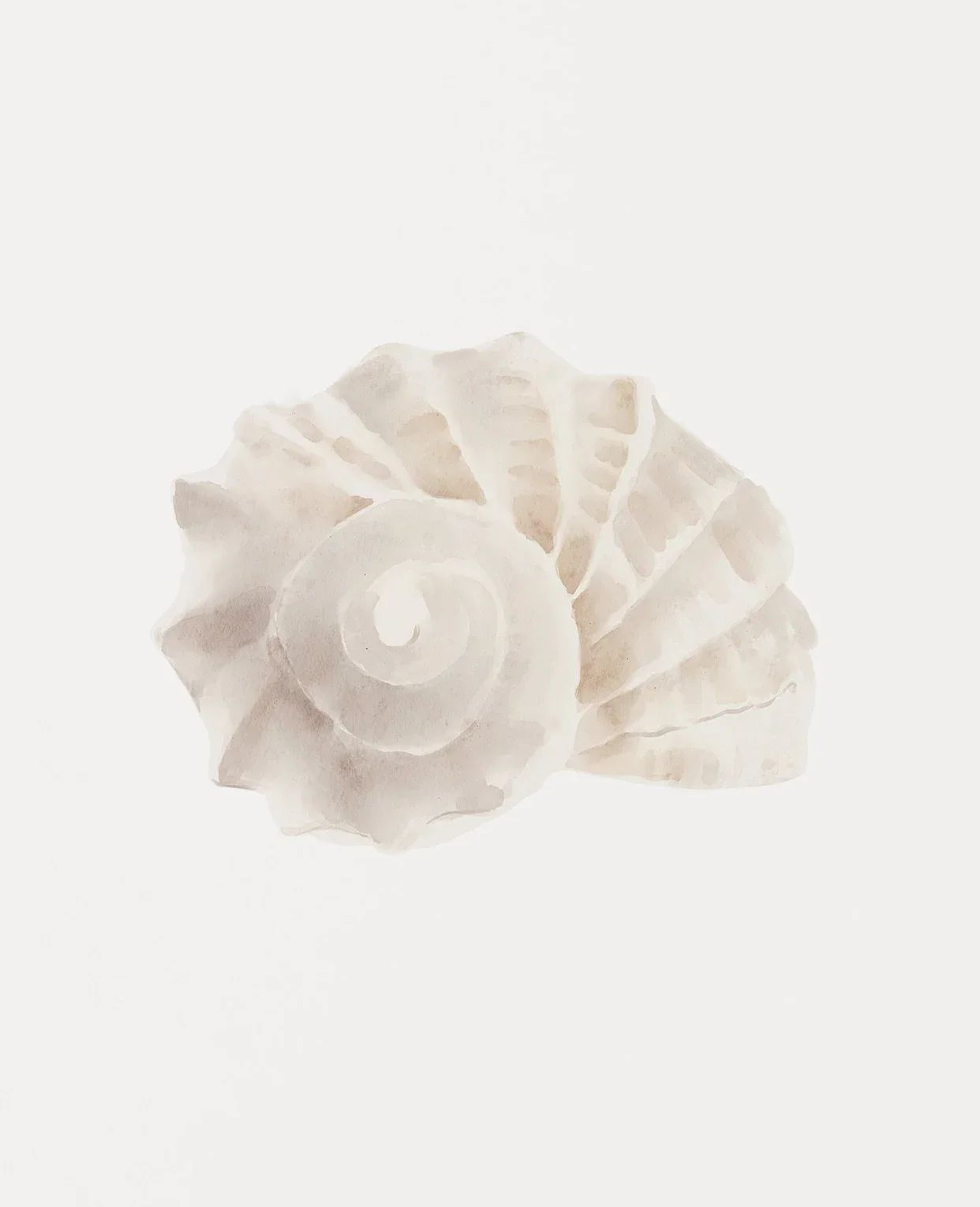 Coastal Seashell Wall Art Canvas Set Ocean Inspired Prints 11