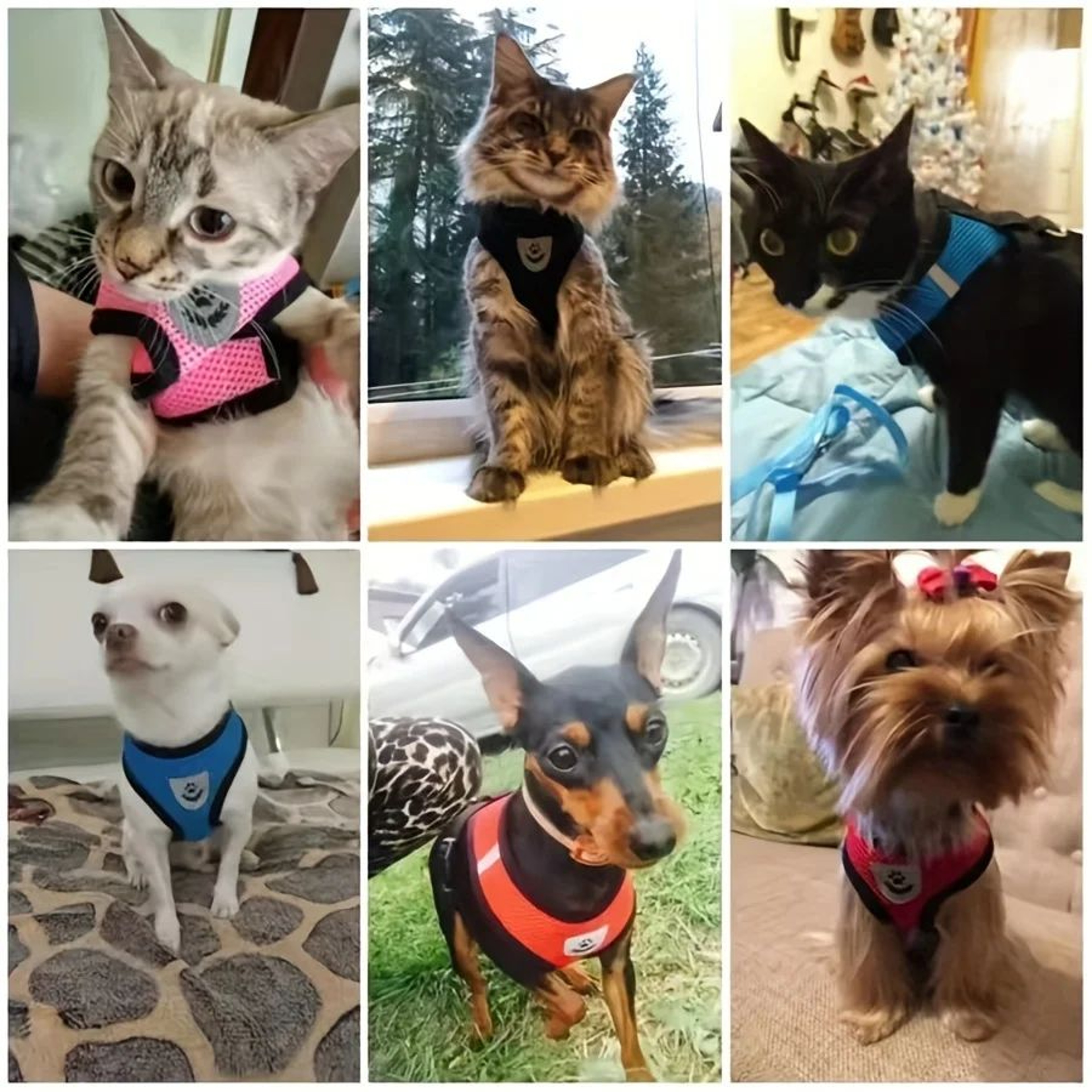 Adjustable Escape Proof Cat Harness With Reflective Leash Set 5