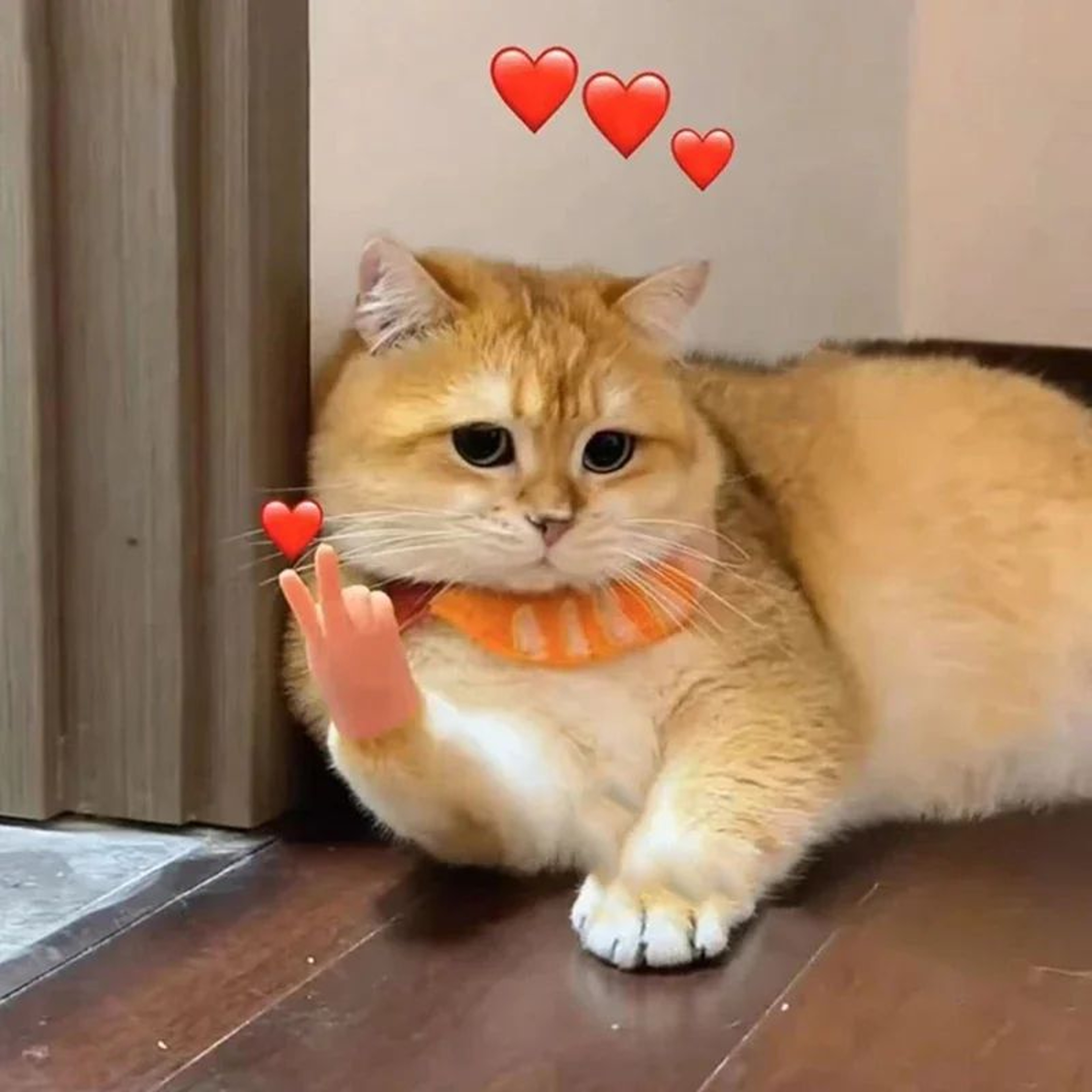 Finger Chase Stretchable Cat Teaser Toy 2