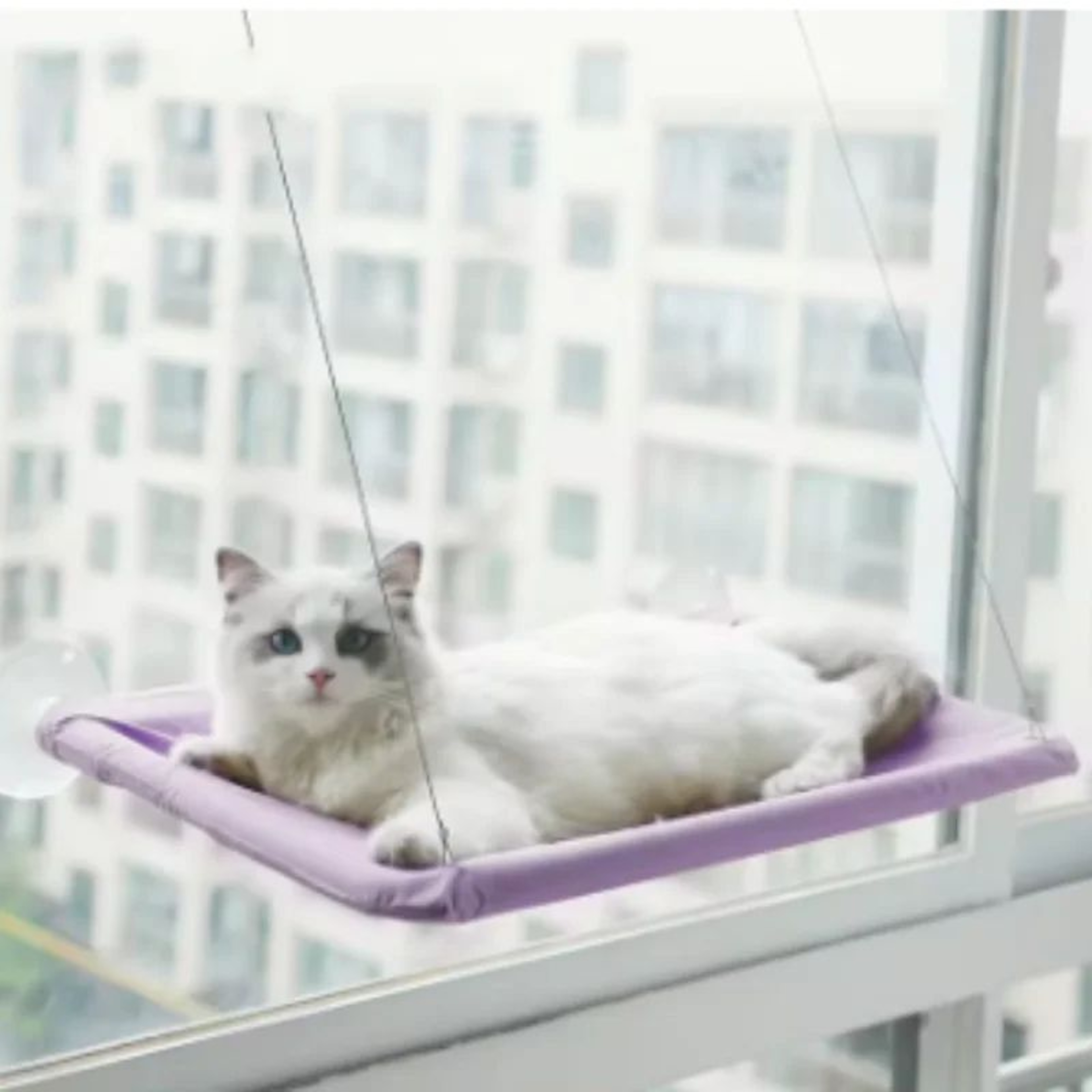Sunny Window Cat Hammock Bed With Strong Suction Support 11