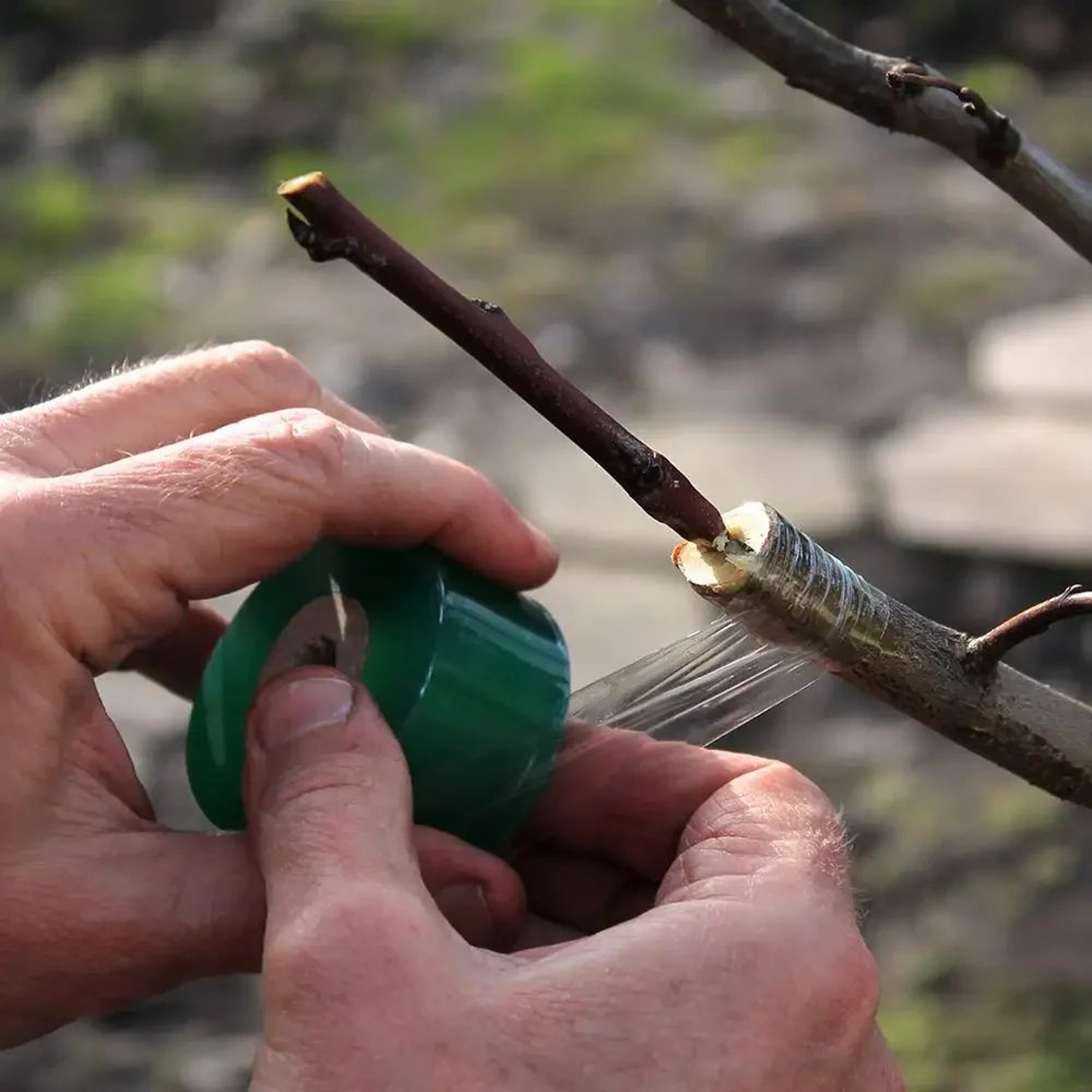 Stretchable Garden Grafting Tape Roll 1