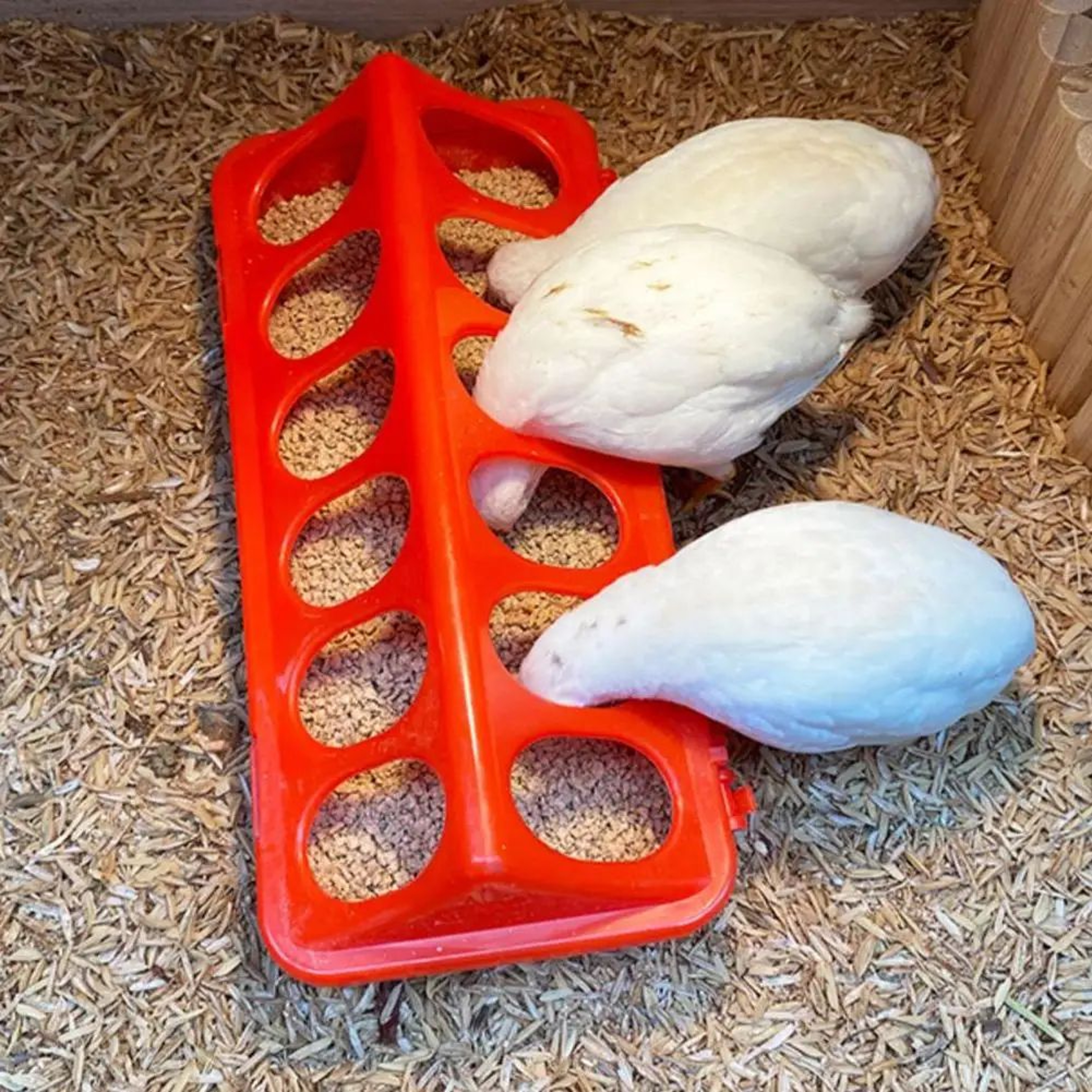 Flip Top Poultry Feeder Trough 3