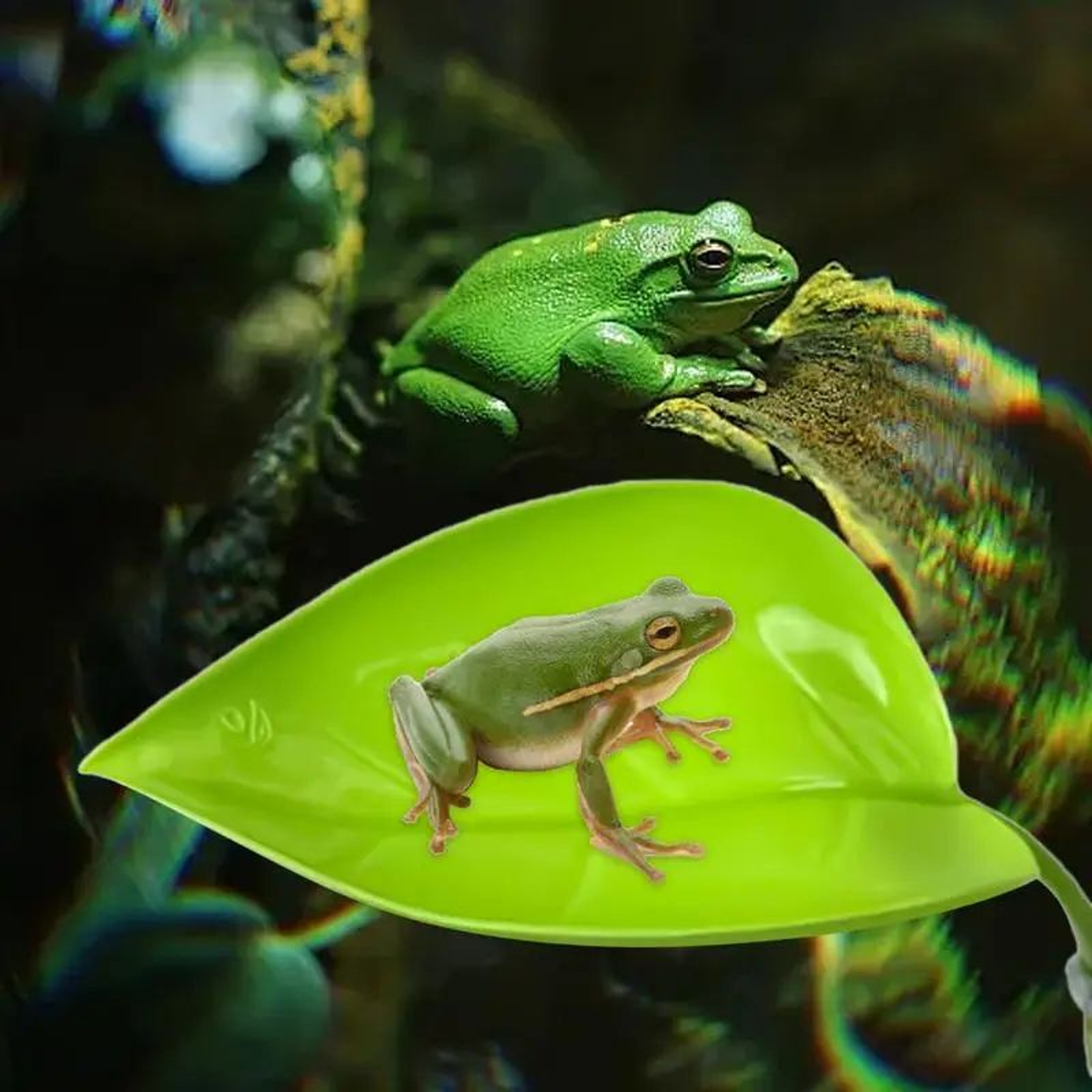 Suction Cup Reptile Leaf Resting Platform 1