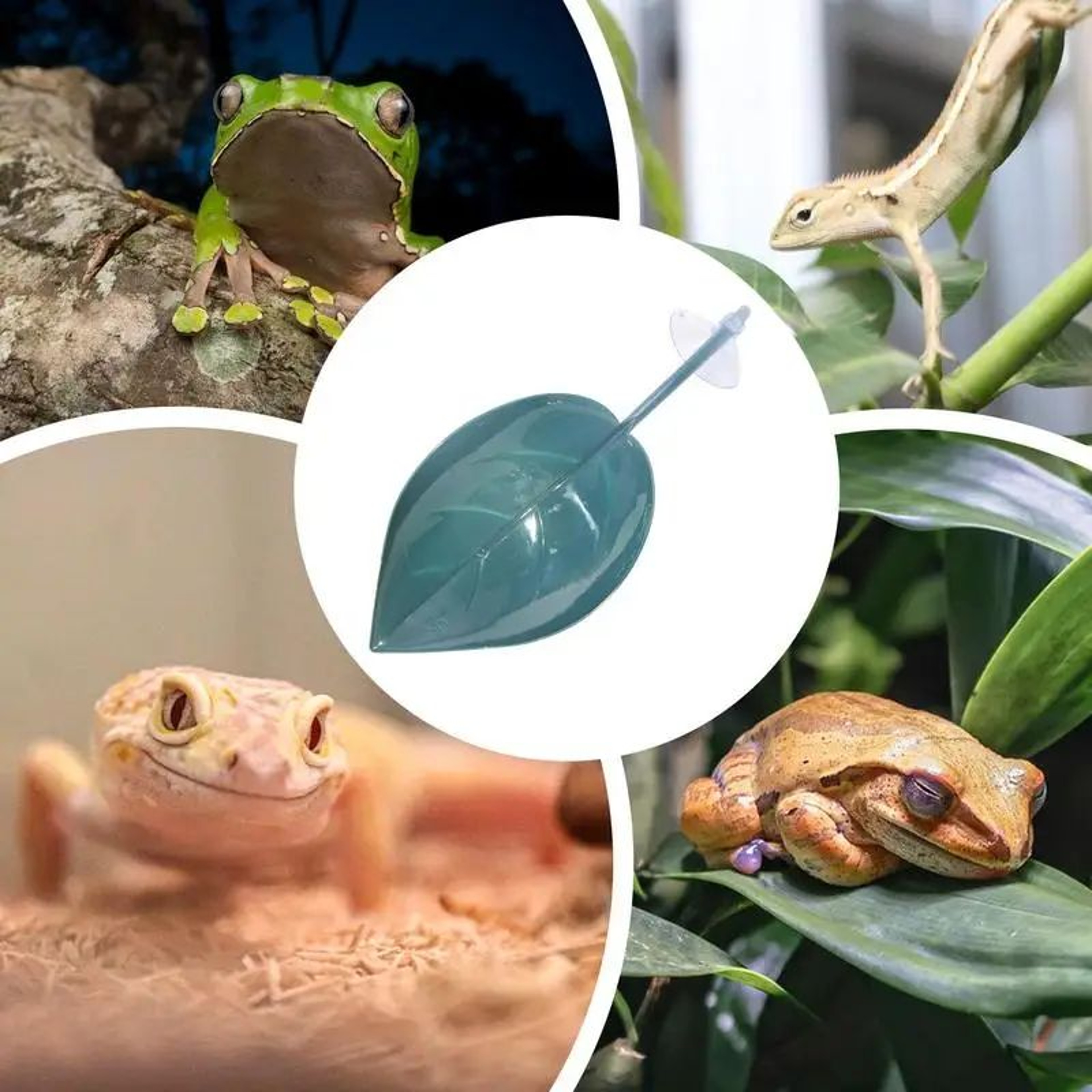Suction Cup Reptile Leaf Resting Platform 5