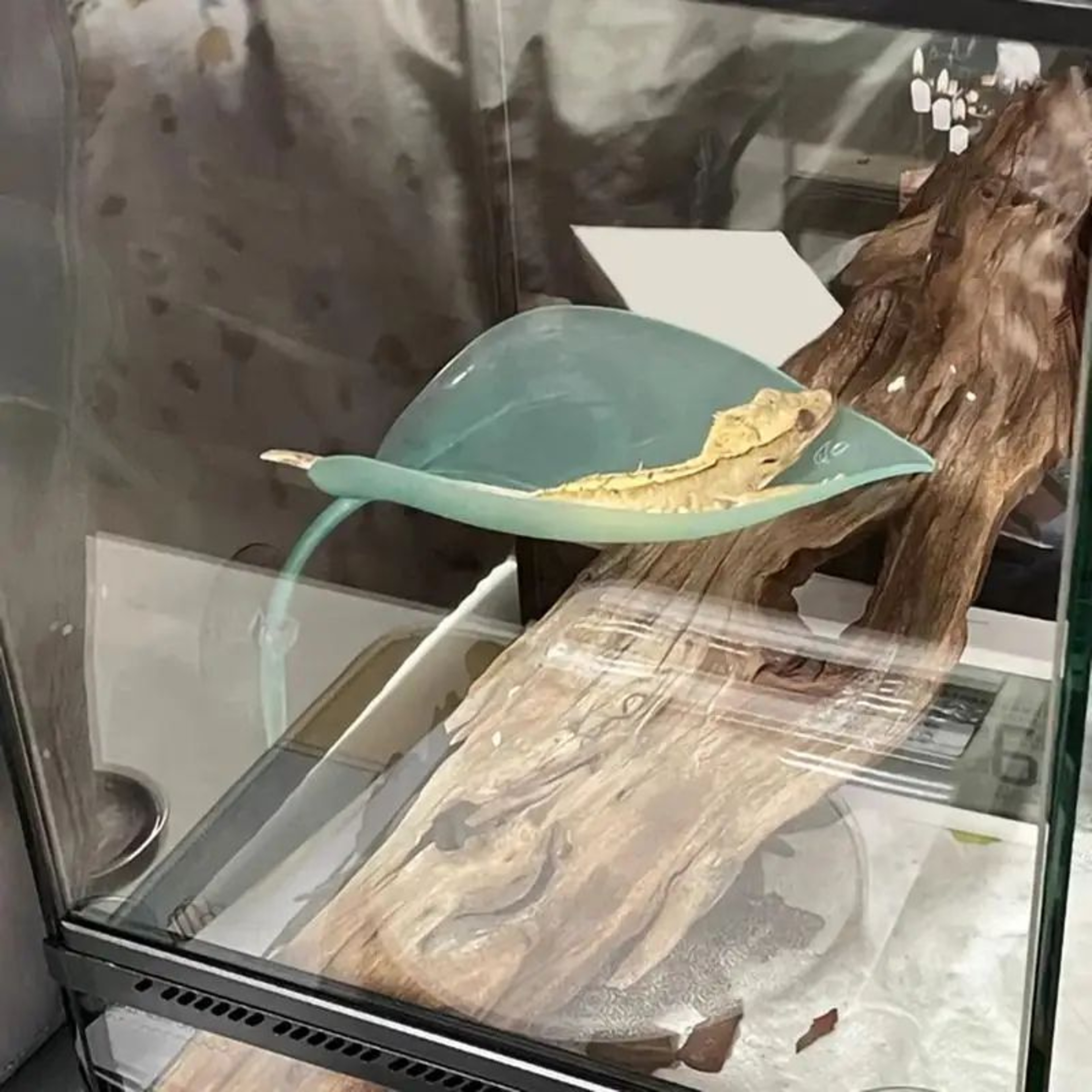 Suction Cup Reptile Leaf Resting Platform 2