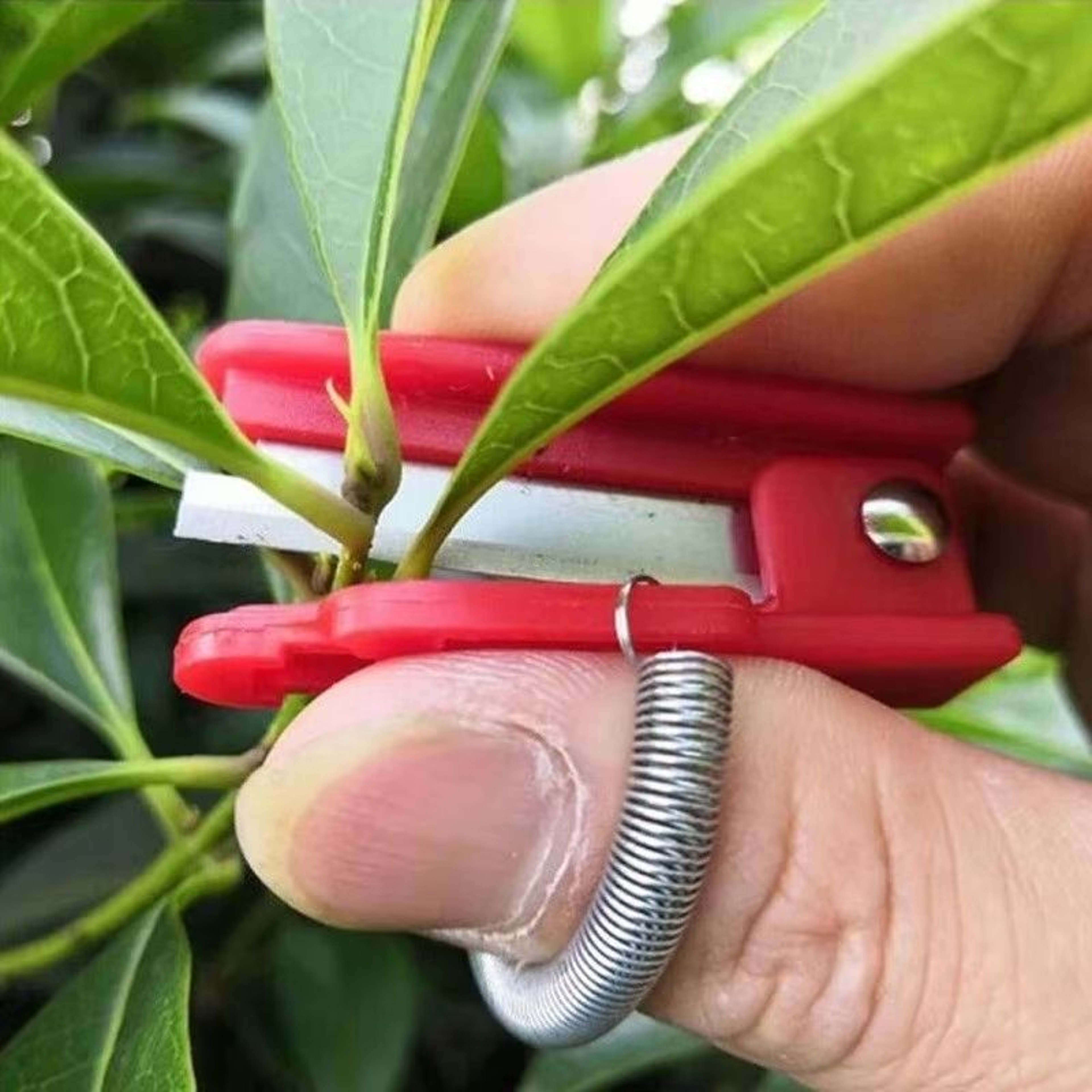 Ergonomic Thumb Knife Separator  MultiPurpose Fruit  Vegetable Harvesting Tool 4