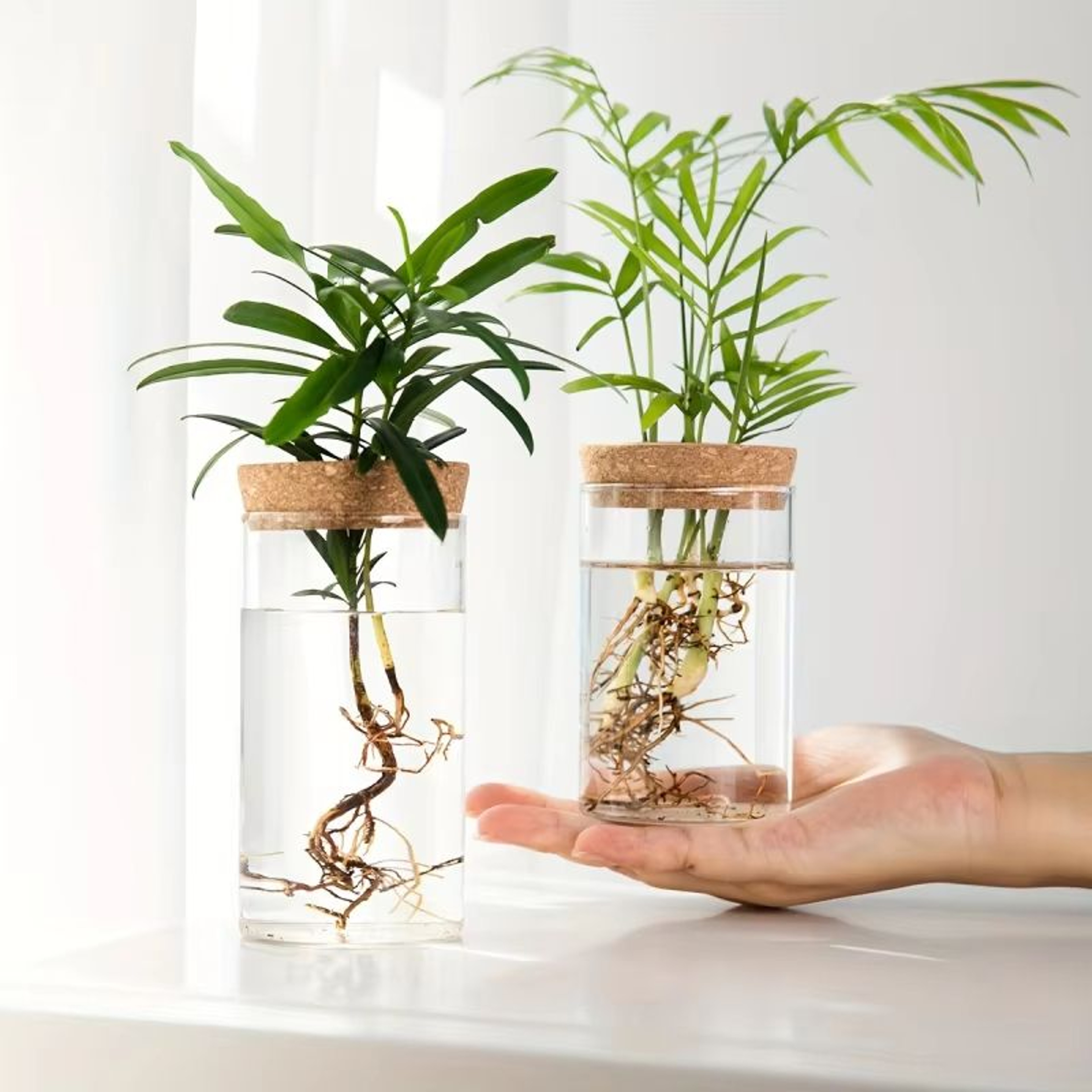 AquaBloom Glass Desktop Hydroponics Planter  Elegant Vase For Plant Propagation  Home Decor 0