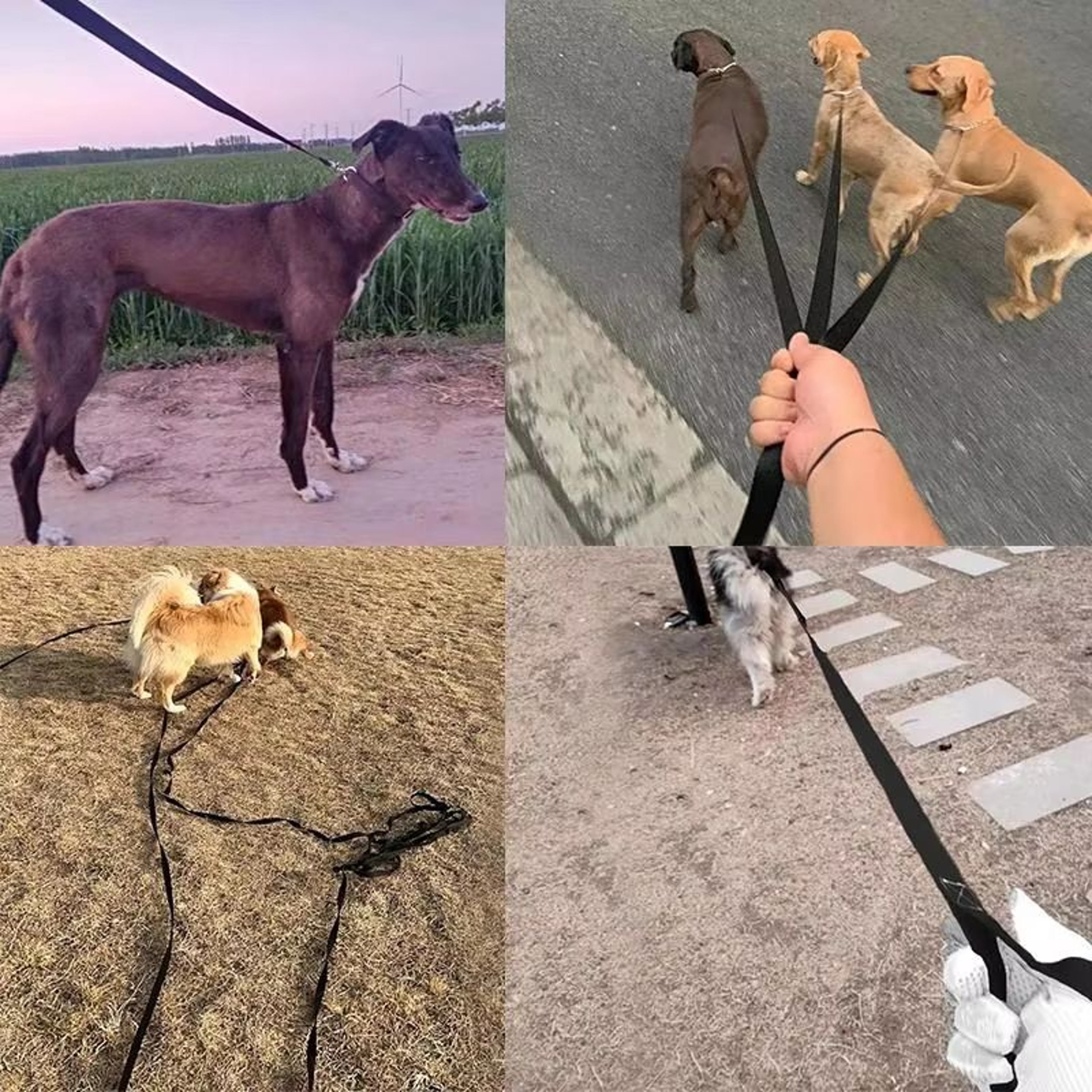 Long Nylon Dog Leash Training Lead Rope For Small And Large Dogs And Cats 49ft To 984ft 5