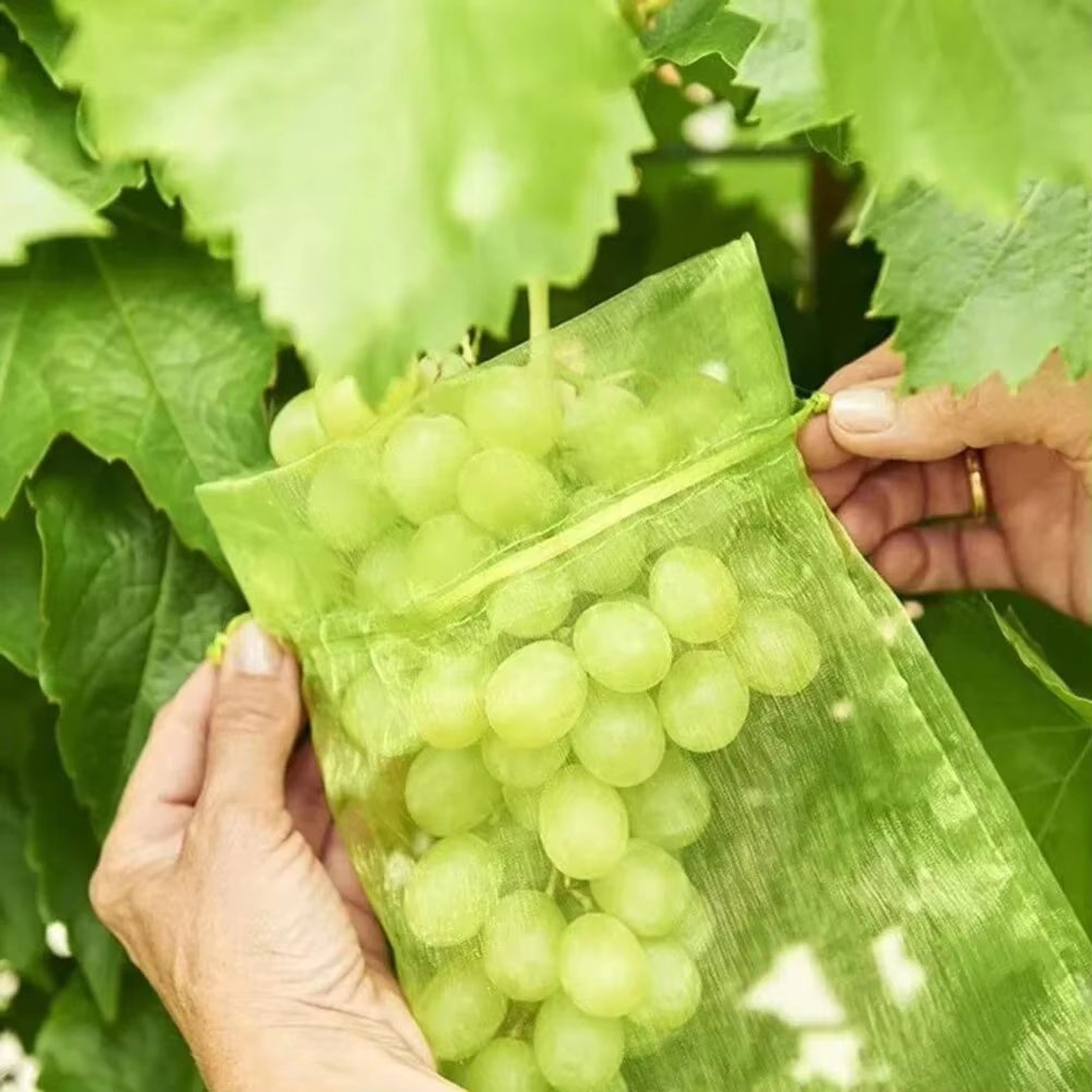Fruit Protection Bags 50 Pack Reusable Garden Netting Bags For Birds And Insects 1