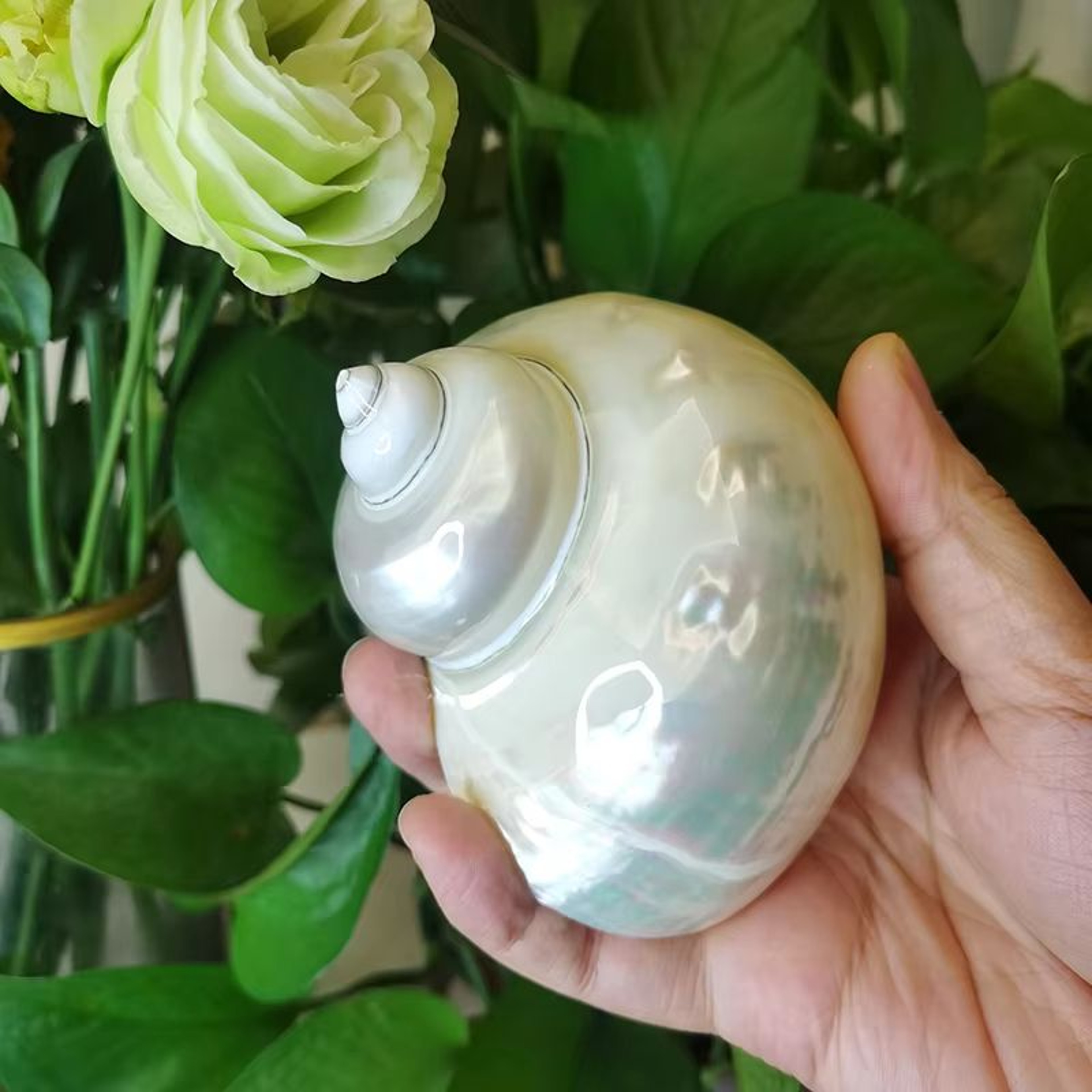 Large Natural Turbo Seashell Hermit Crab Shell Green Blue Coastal Decor Accent 6