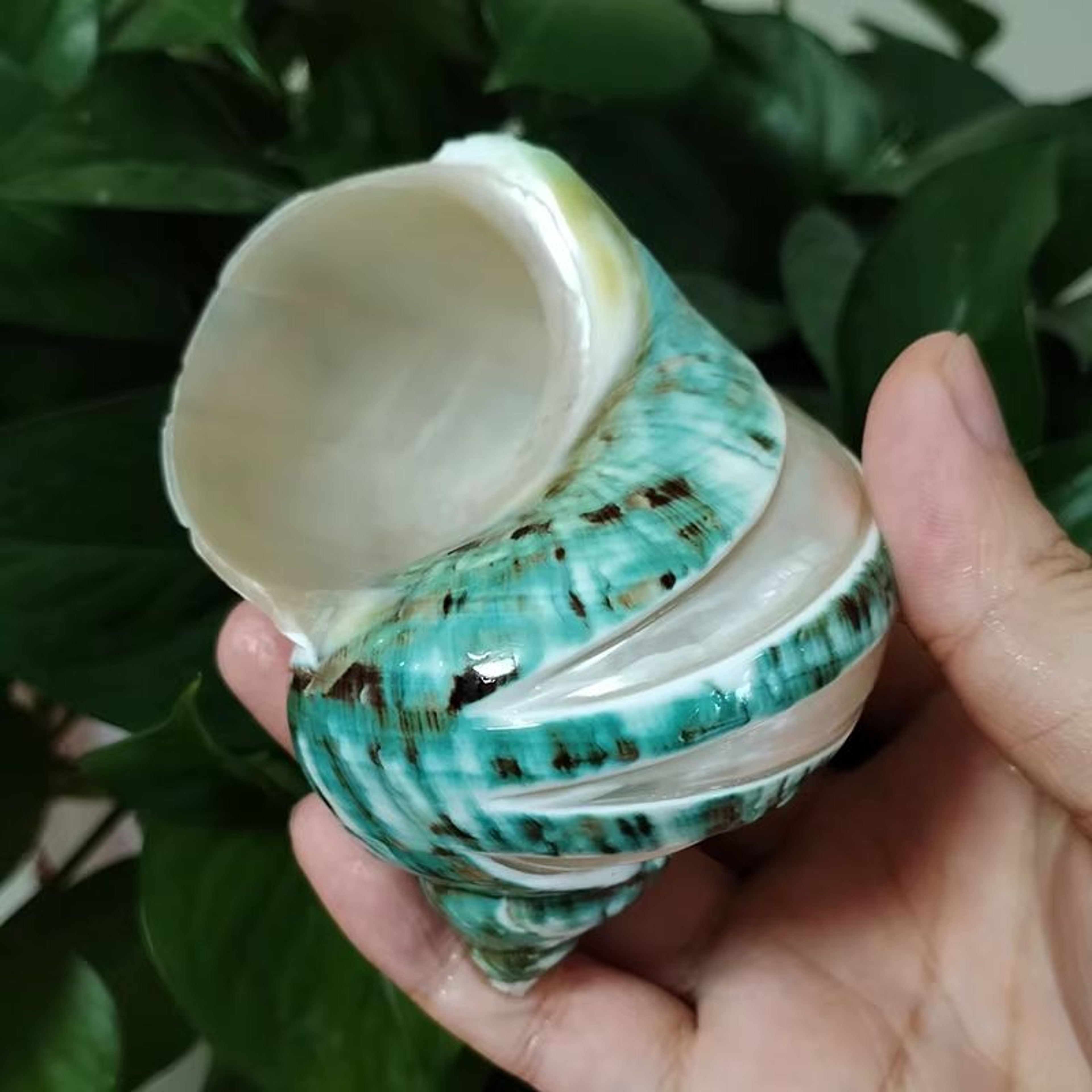 Large Natural Turbo Seashell Hermit Crab Shell Green Blue Coastal Decor Accent 9