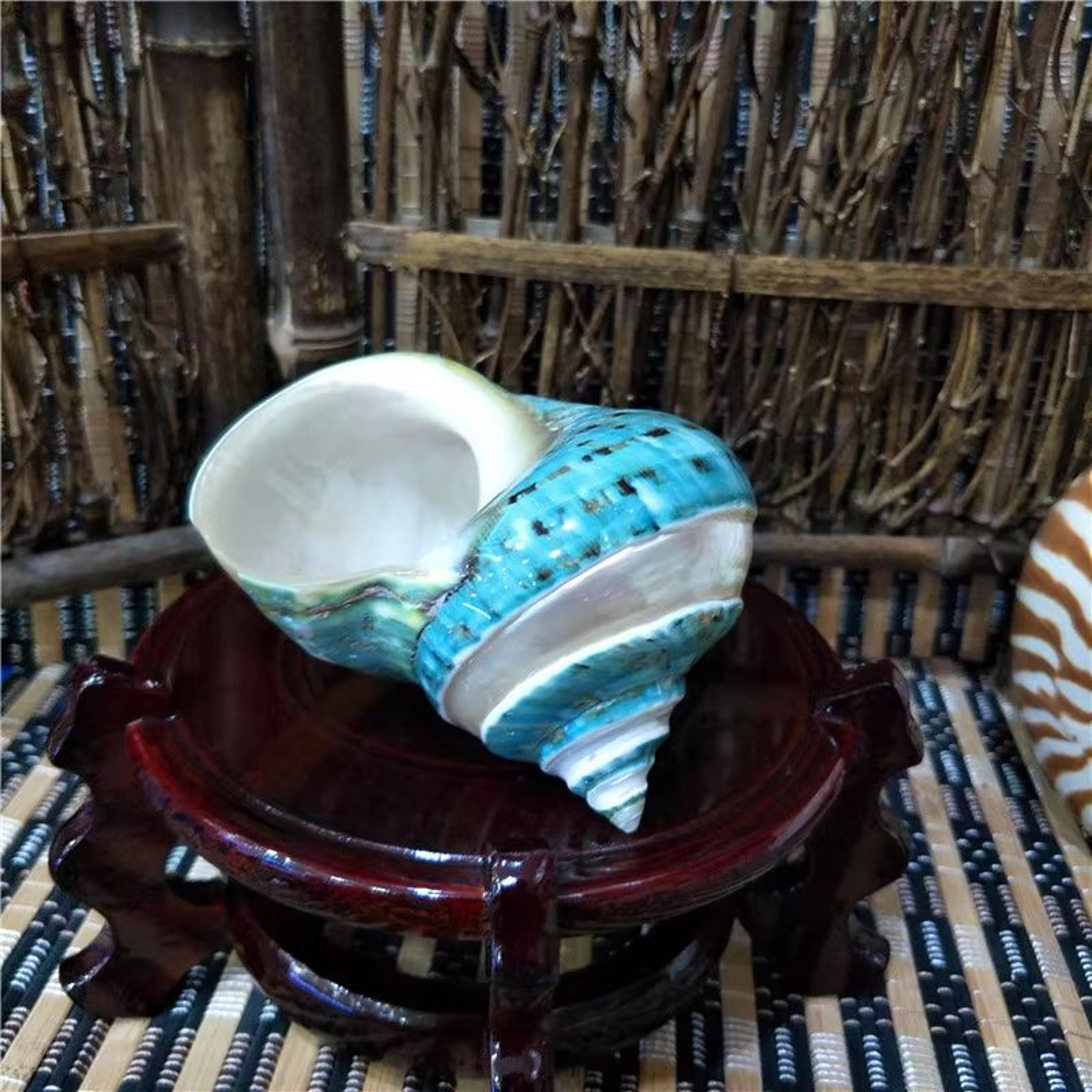 Large Natural Turbo Seashell Hermit Crab Shell Green Blue Coastal Decor Accent 8