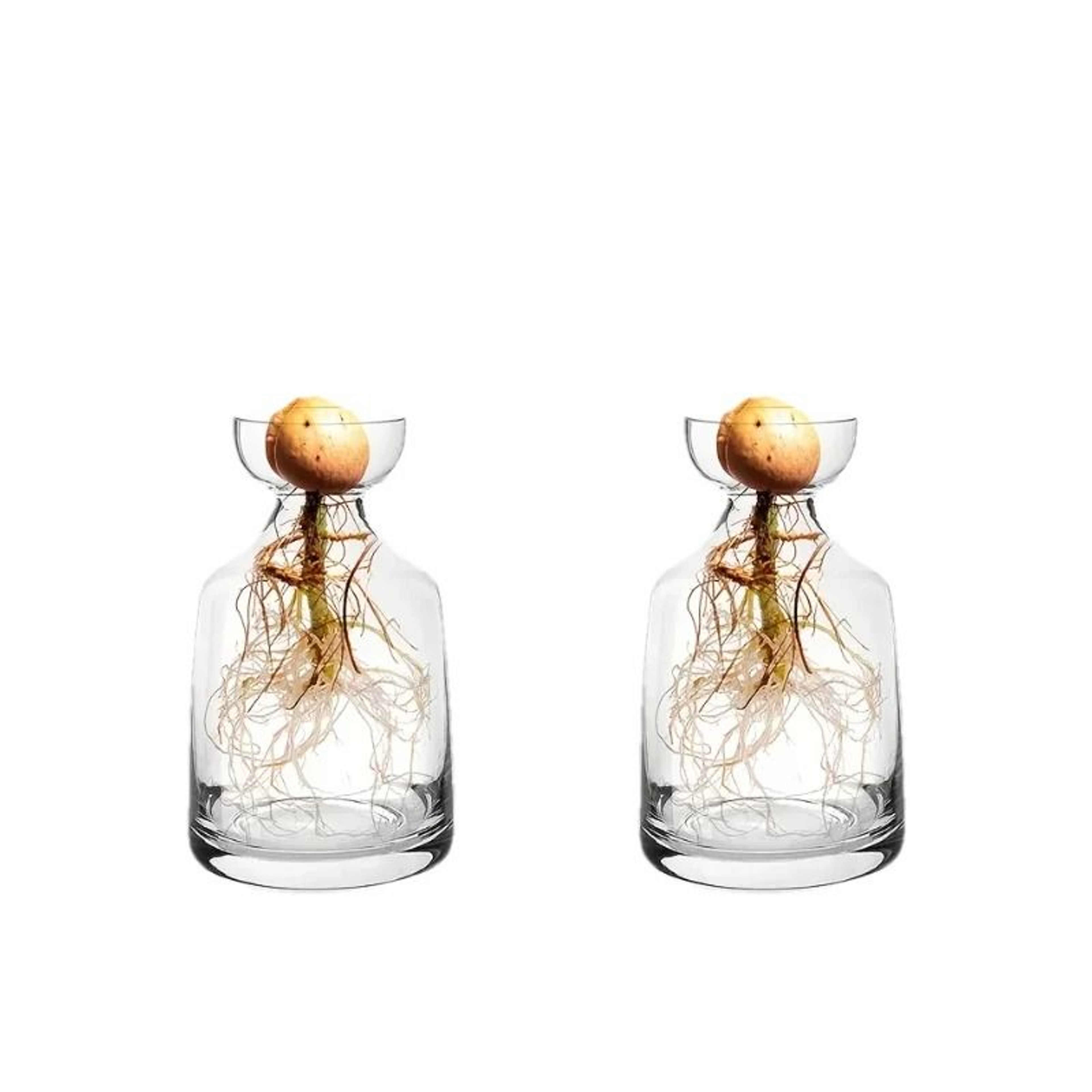 4PCS Avocado Seed Starter Vase Glass Hydroponic Growing Kit For Home Decor 7
