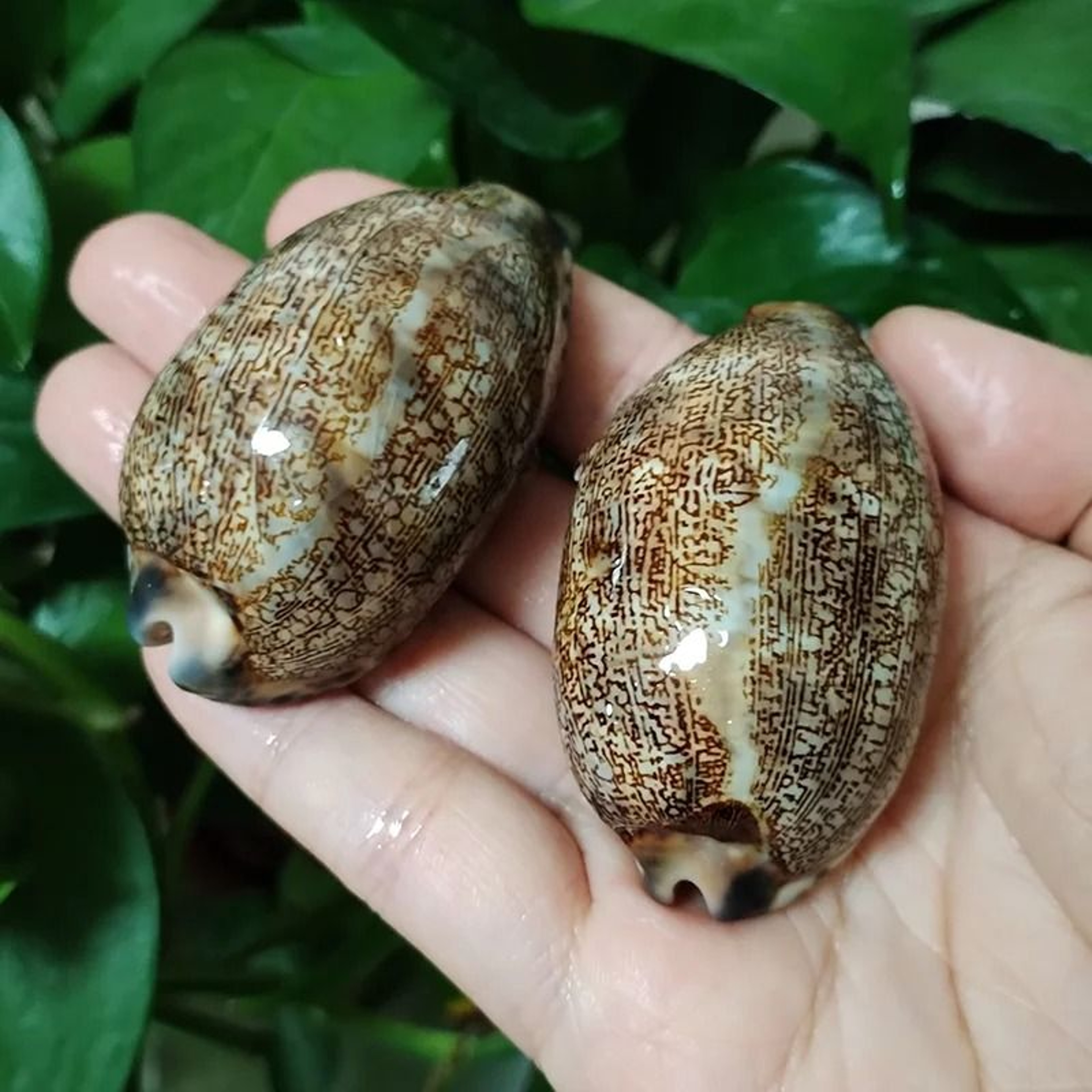 2Piece Natural Arabian Cowrie Shell Set For DIY Jewelry And Beach Decor 1