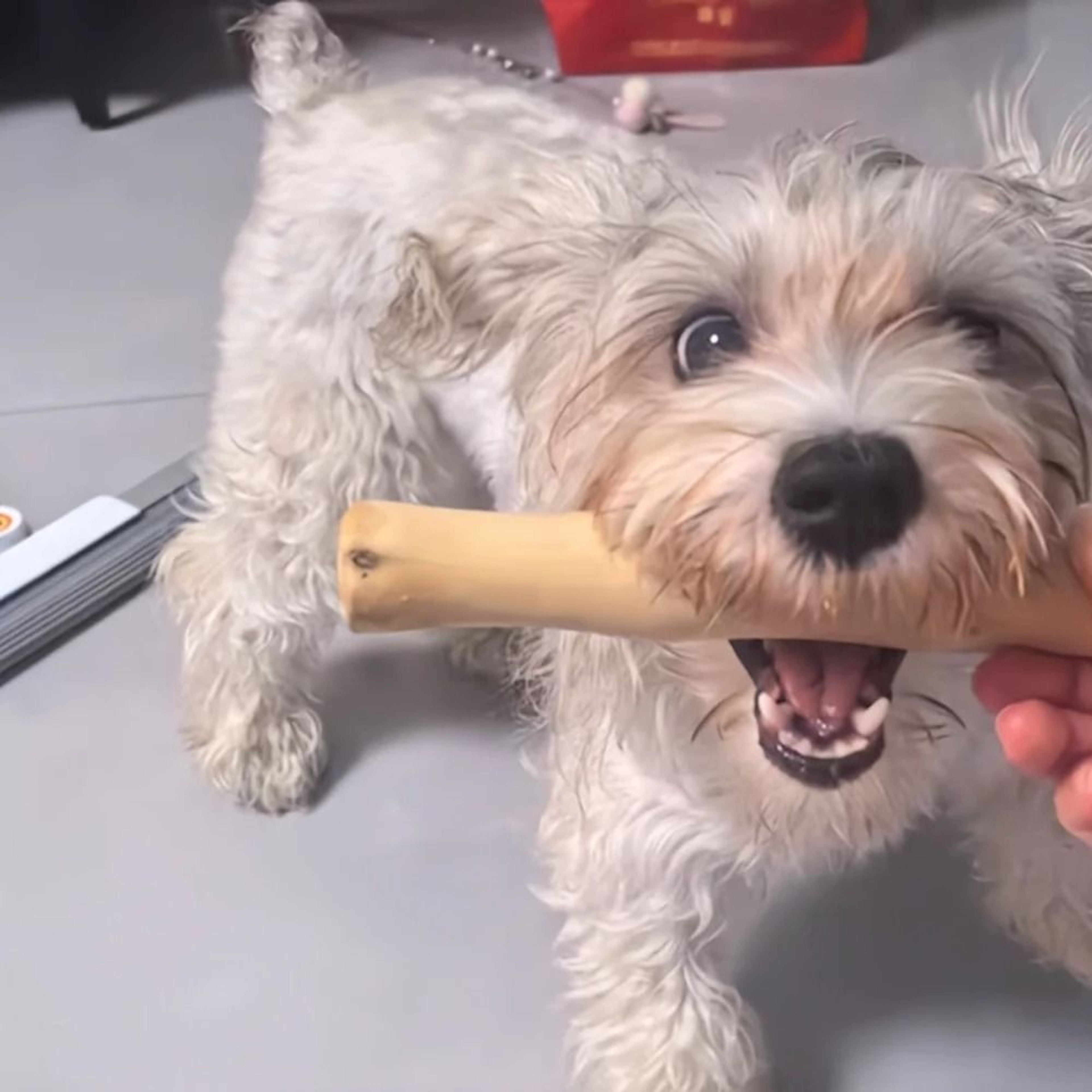 NatureGnaw Coffee Wood Dog Chew Stick For Dental Cleaning  Stress Relief 5